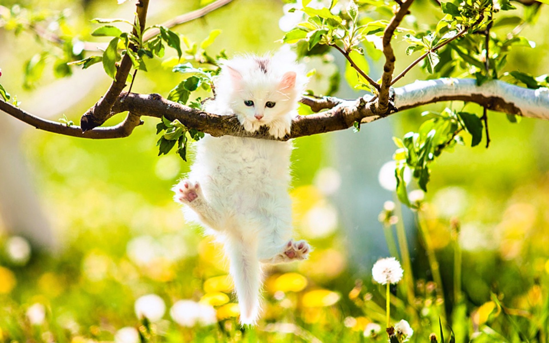 Download mobile wallpaper Cats, Cat, Kitten, Tree, Leaf, Branch, Animal, Cute for free.