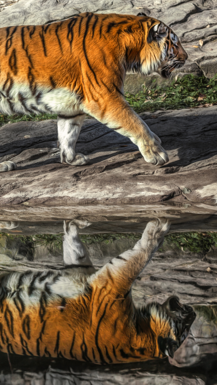 Descarga gratuita de fondo de pantalla para móvil de Animales, Gatos, Reflexión, Tigre, Reflejo.