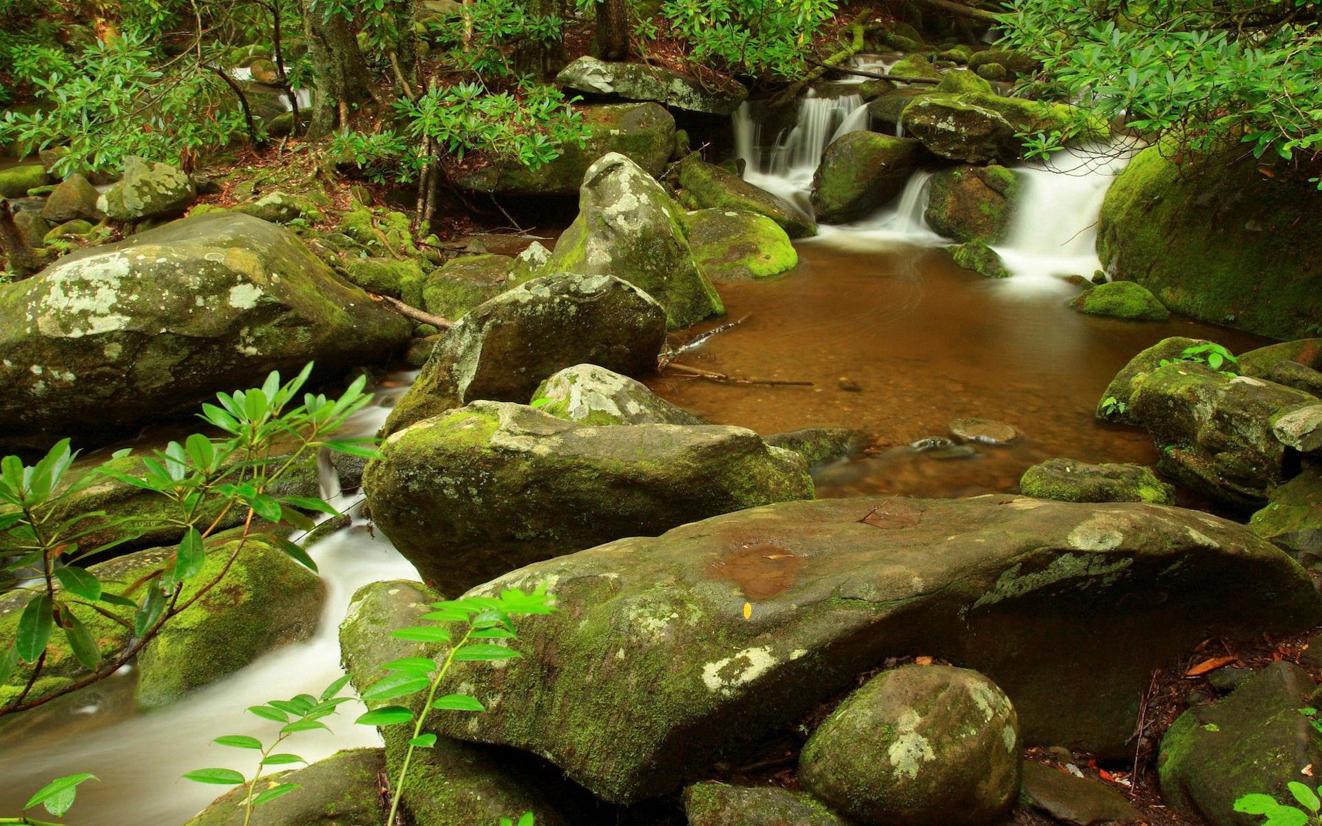 nature, stones, forest, branch, moss, gurgling, murmur, creek, brook, source