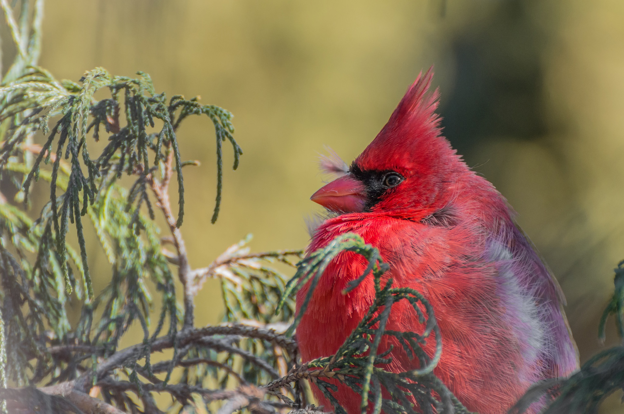 Free download wallpaper Birds, Bird, Animal, Cardinal on your PC desktop