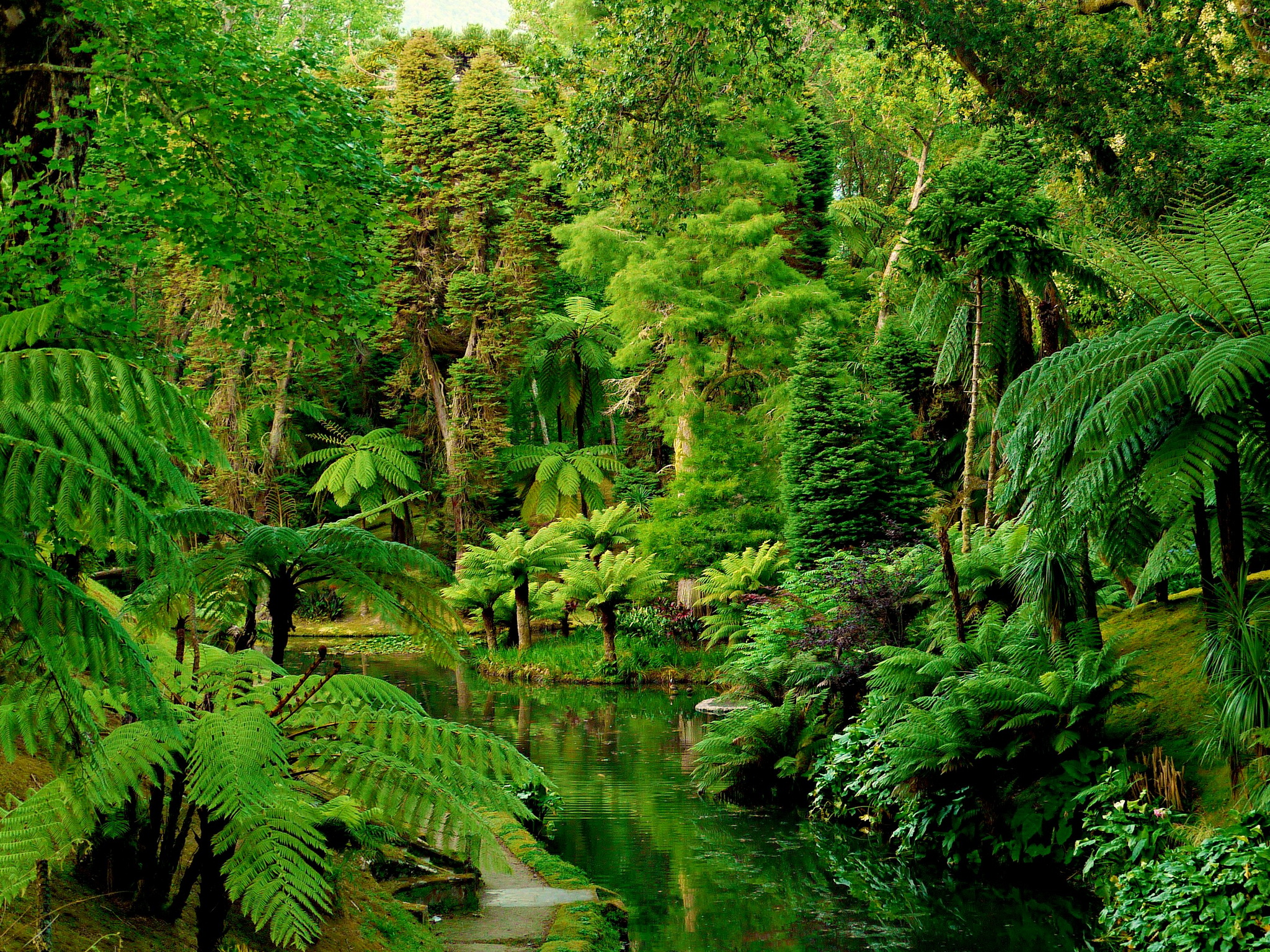 749797 Bild herunterladen regenwald, erde/natur, wald, farne, grün, palme, portugal, baum - Hintergrundbilder und Bildschirmschoner kostenlos