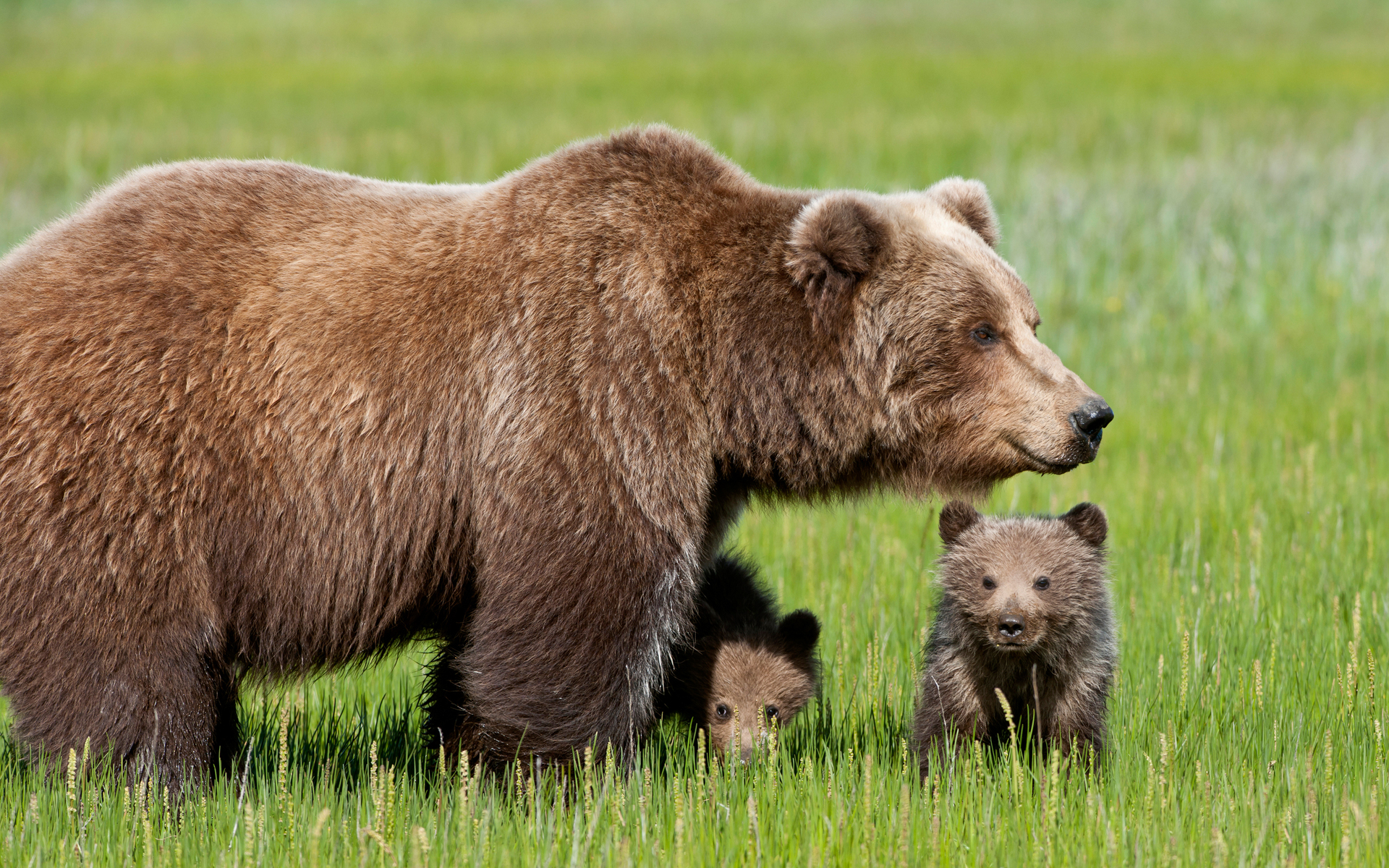 Descarga gratuita de fondo de pantalla para móvil de Animales, Oso.