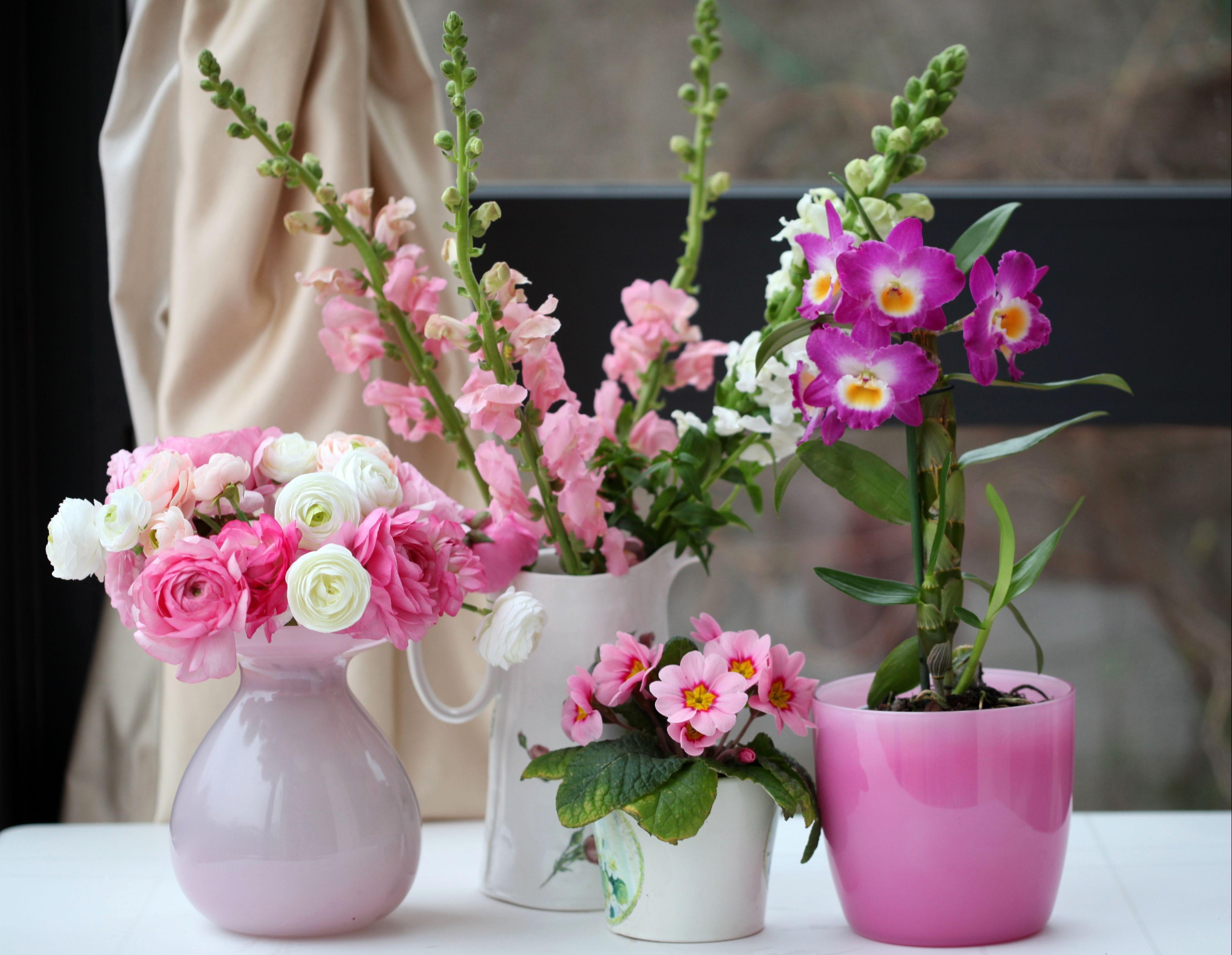 flowers, beauty, ranunculus, ranunkulus, levkoy, gillyflower, orchid, primrose