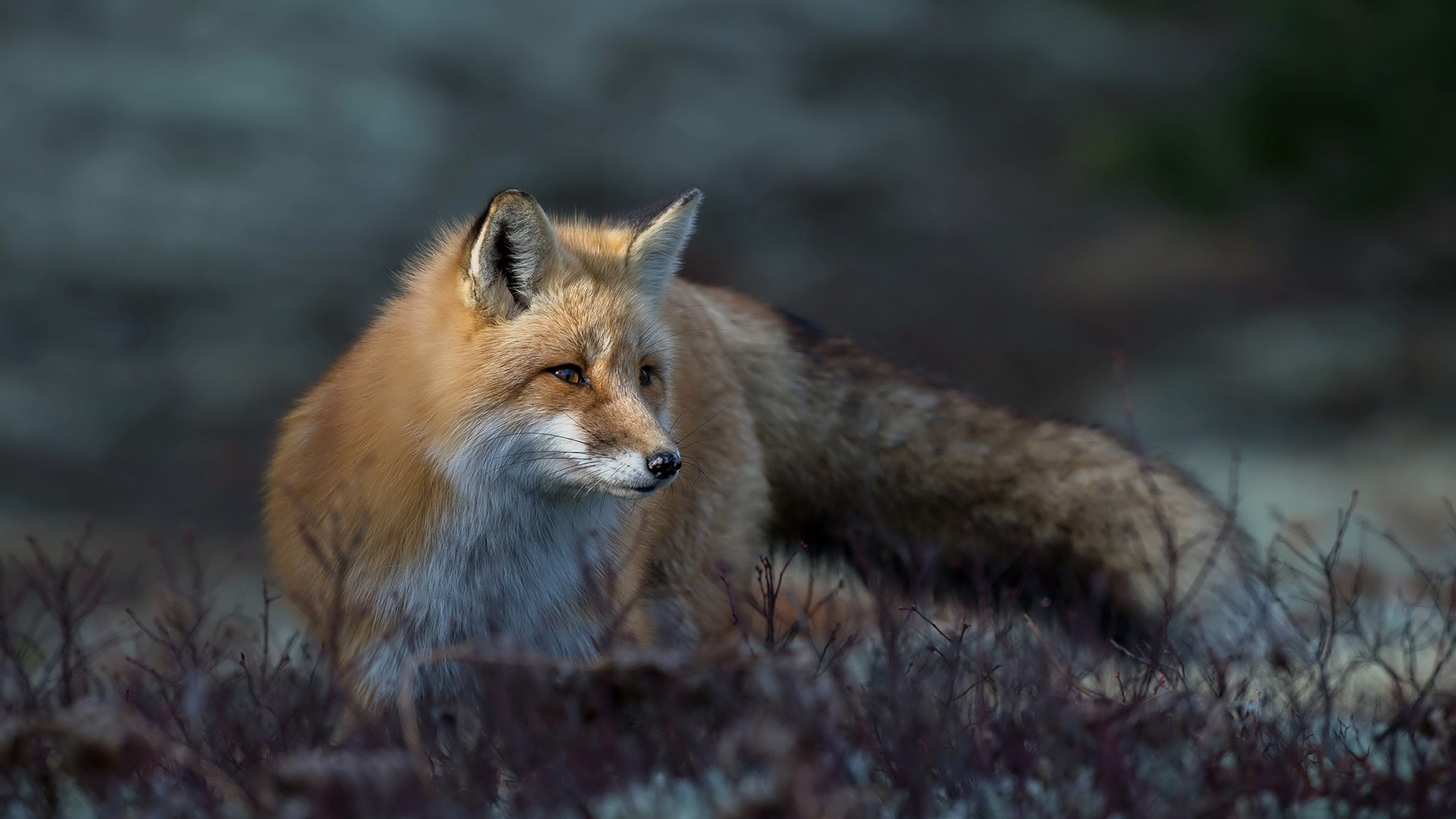 Laden Sie das Tiere, Fuchs-Bild kostenlos auf Ihren PC-Desktop herunter