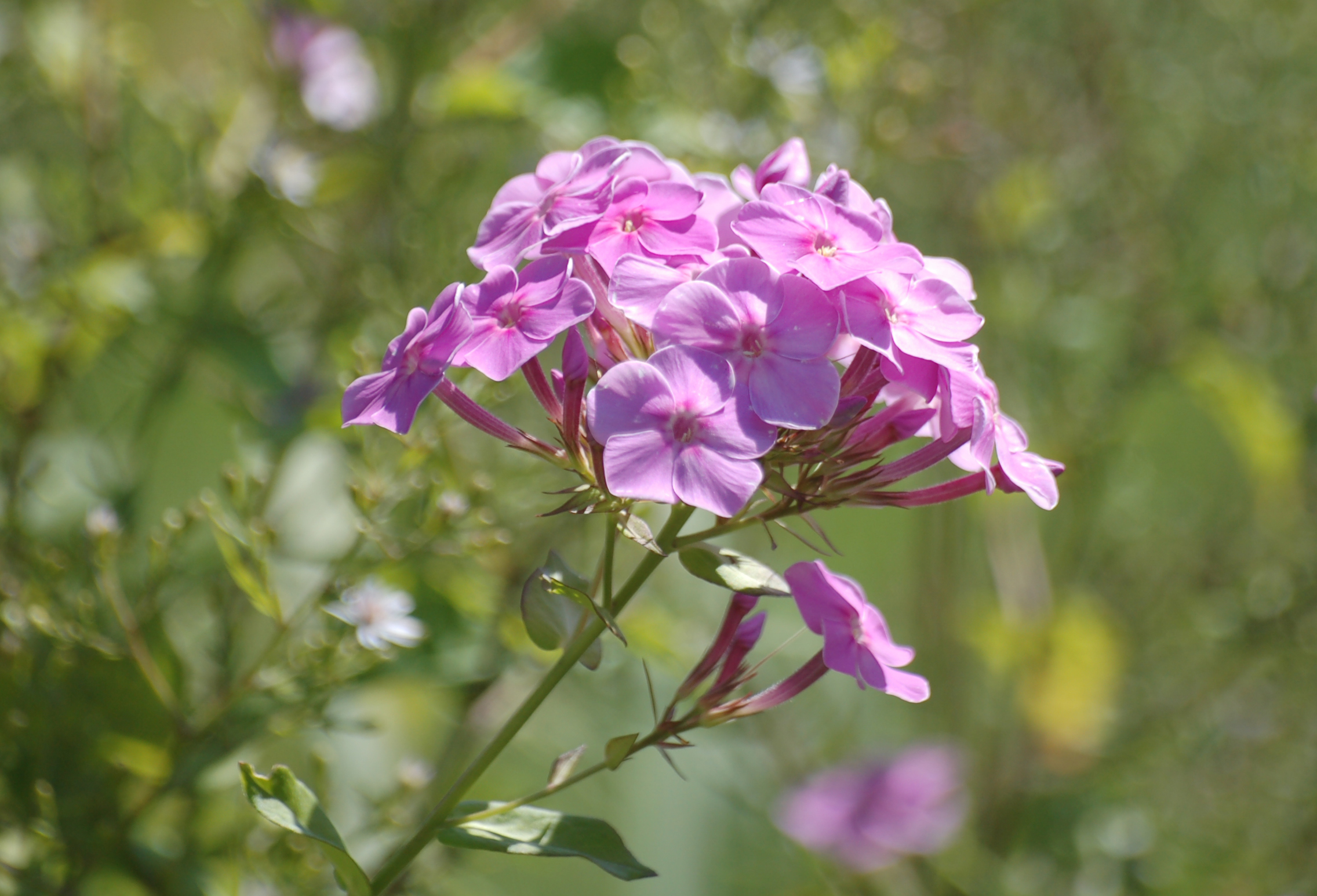 Descarga gratis la imagen Flores, Flor, Tierra/naturaleza en el escritorio de tu PC