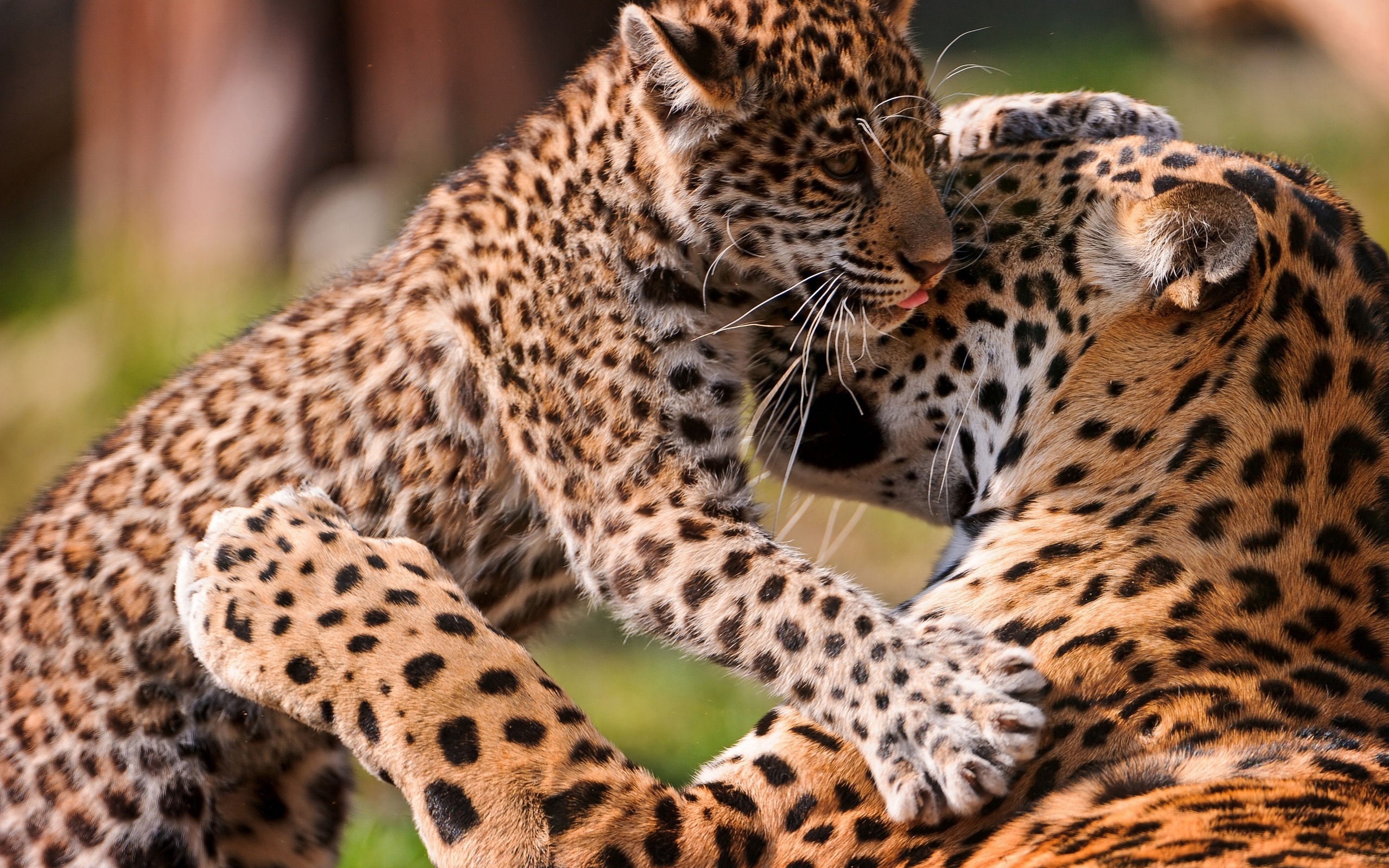 Free download wallpaper Leopard, Animal on your PC desktop