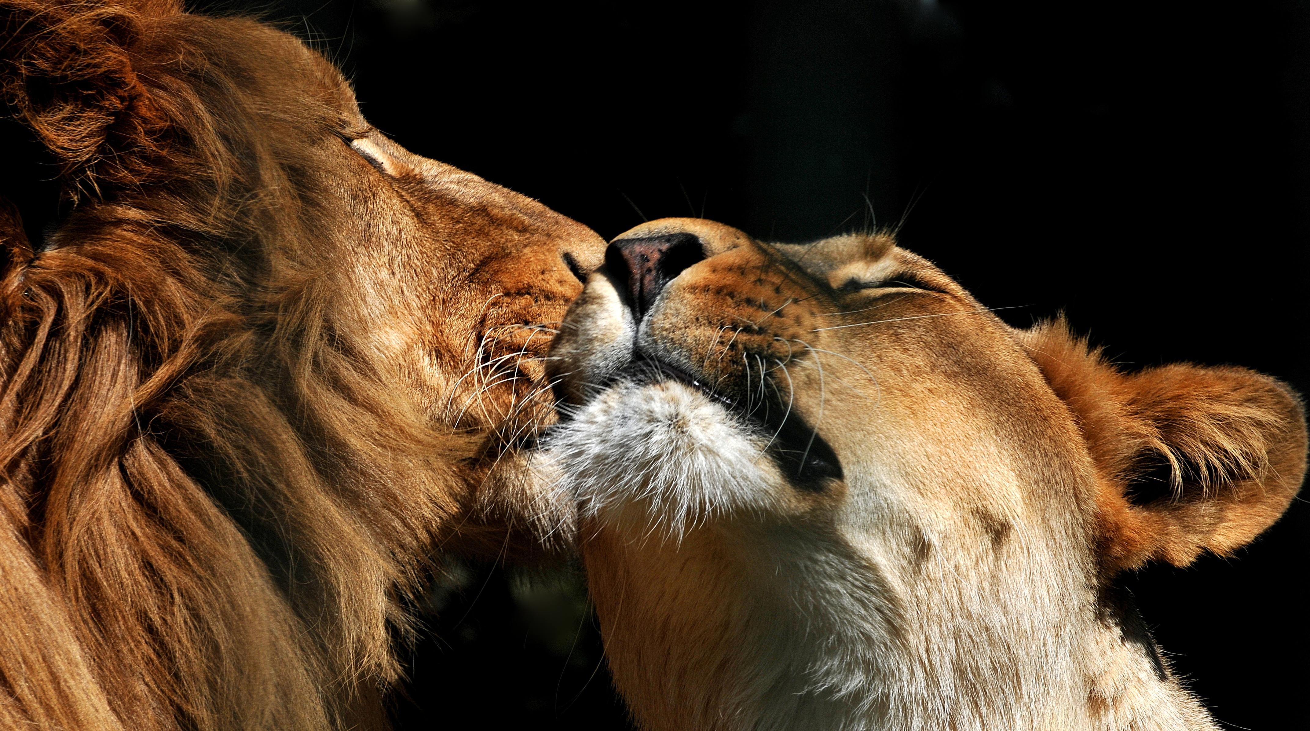 Laden Sie das Tiere, Katzen, Liebe, Paar, Löwe-Bild kostenlos auf Ihren PC-Desktop herunter
