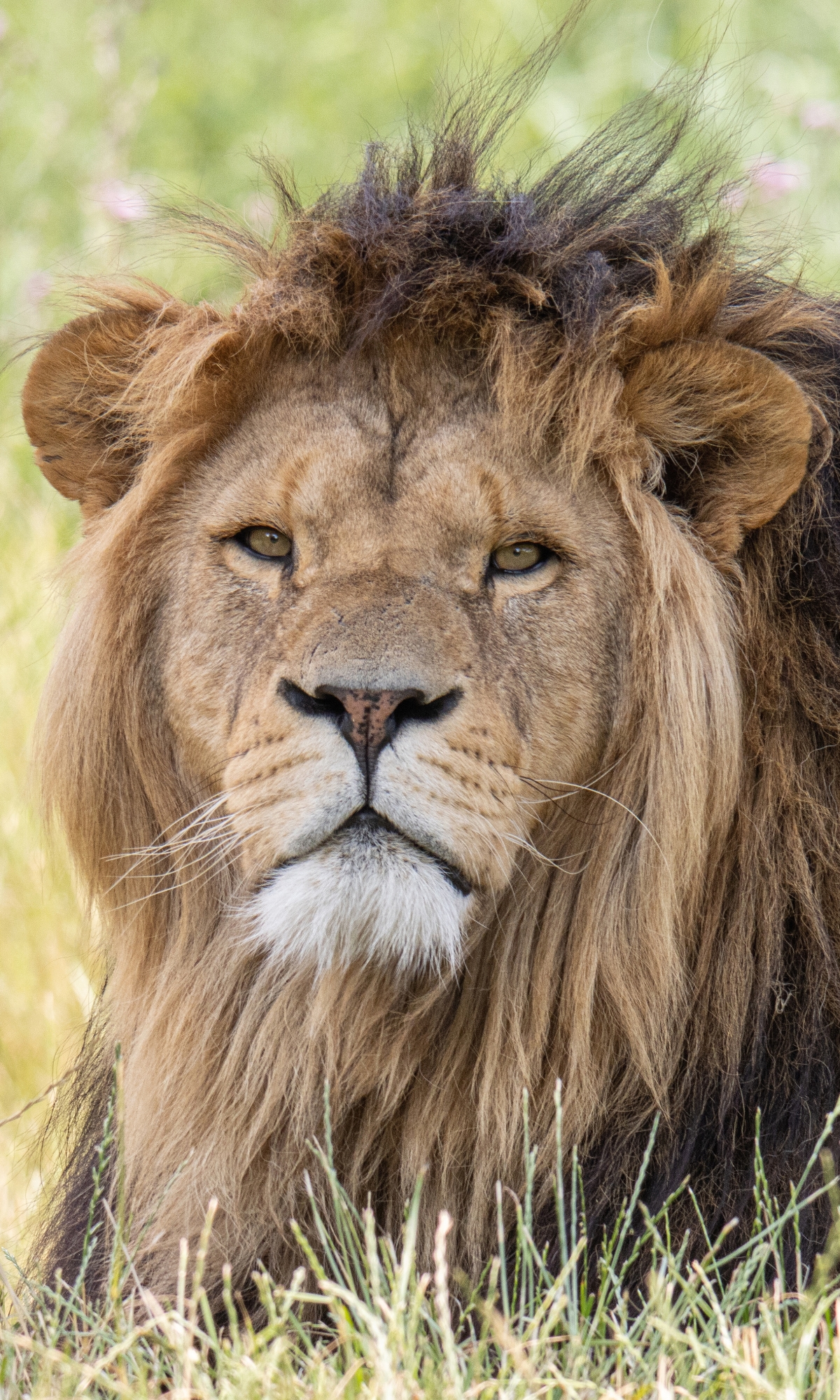 Descarga gratuita de fondo de pantalla para móvil de Animales, Gatos, León.