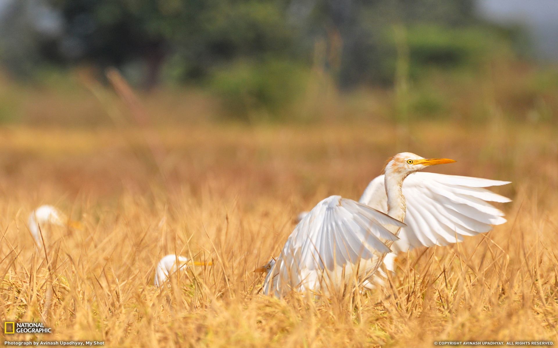 Free download wallpaper Birds, Bird, Animal on your PC desktop