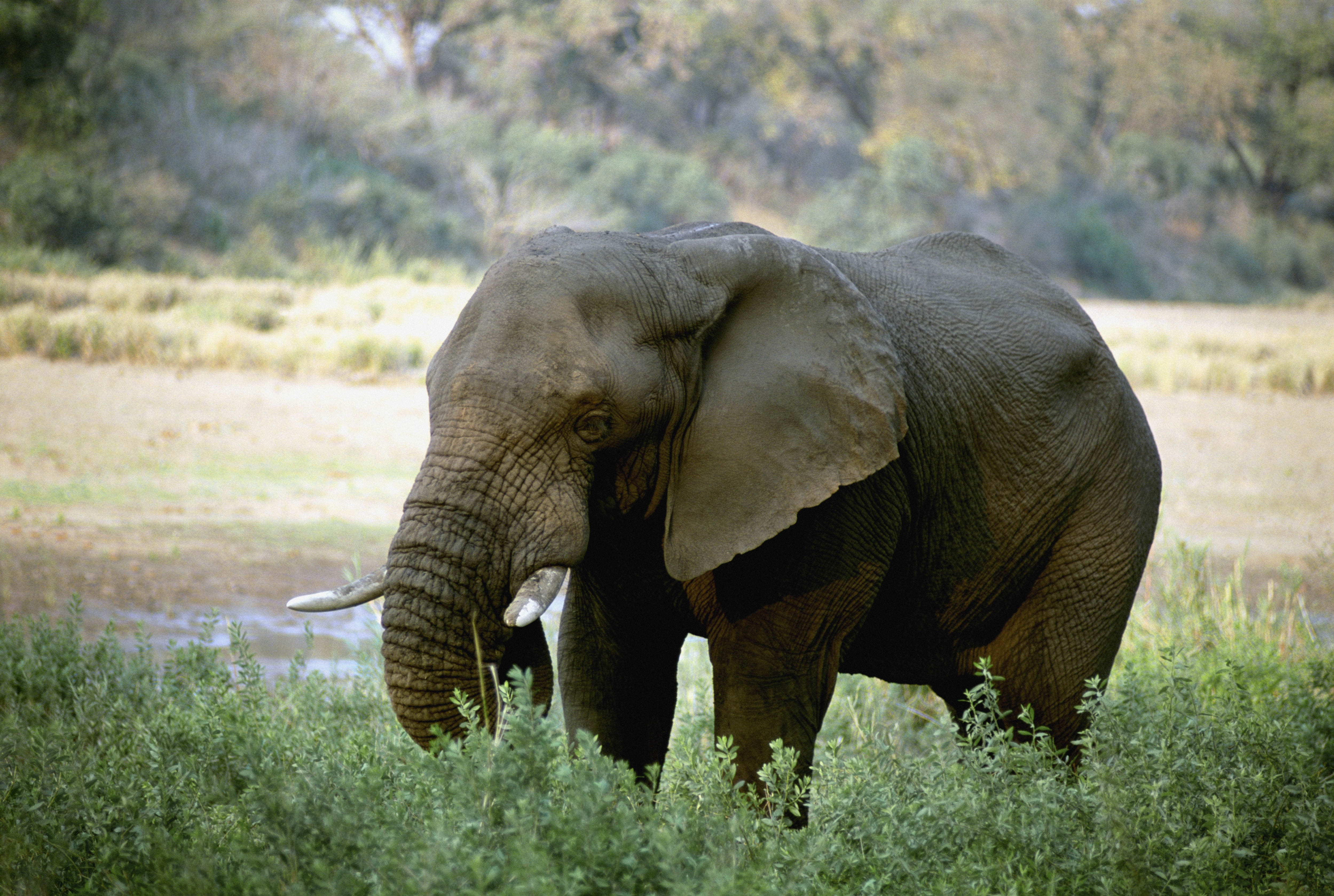 Скачать картинку Бивни, Животные, Африка, Слон в телефон бесплатно.