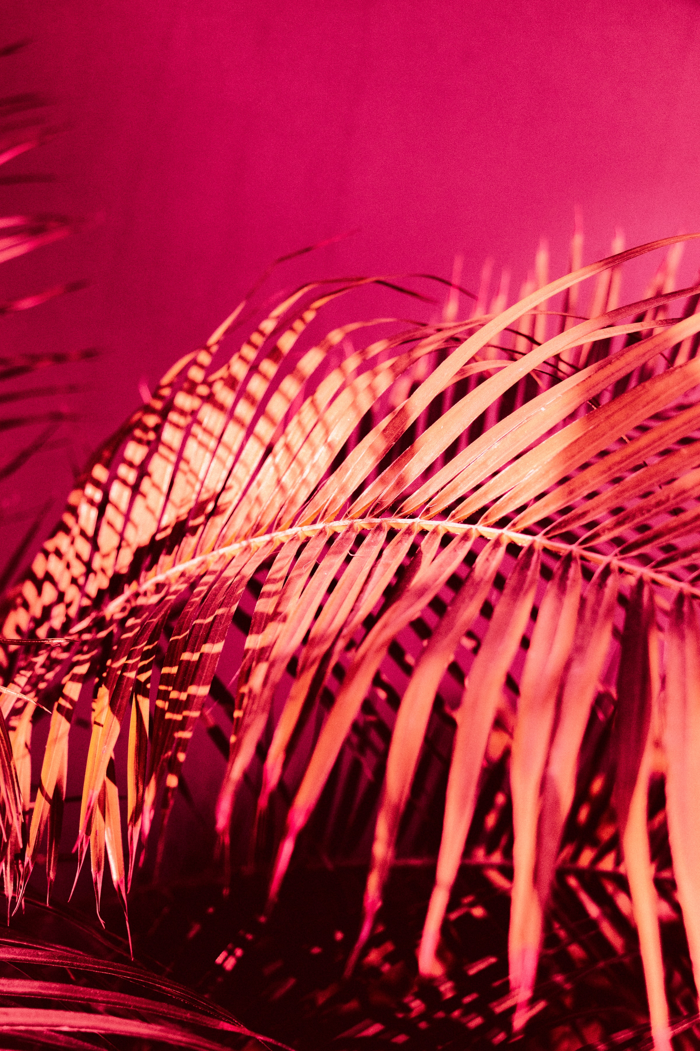Download mobile wallpaper Pink, Miscellaneous, Branch, Miscellanea, Palm, Plant for free.
