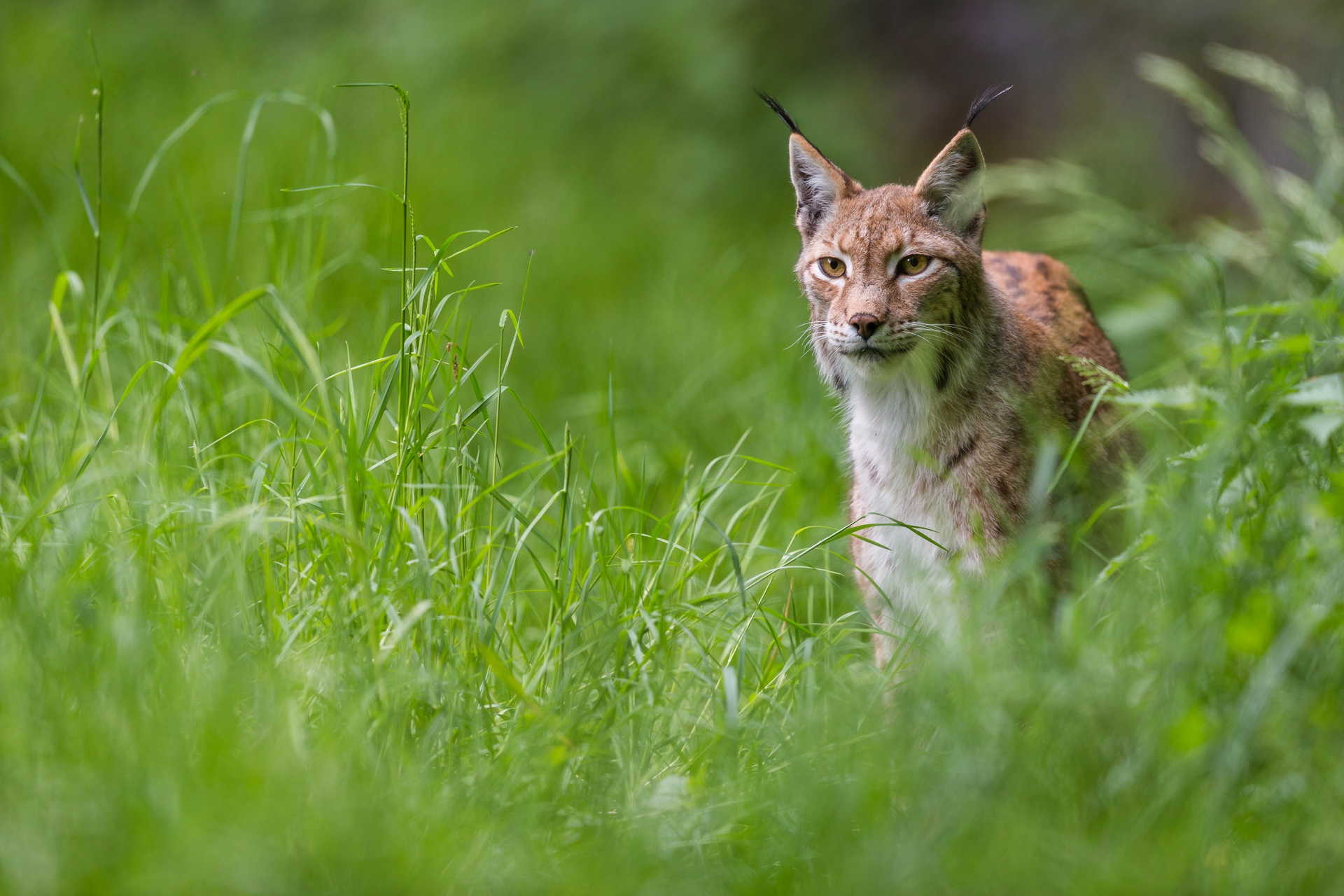 Laden Sie das Tiere, Katzen, Luchs-Bild kostenlos auf Ihren PC-Desktop herunter