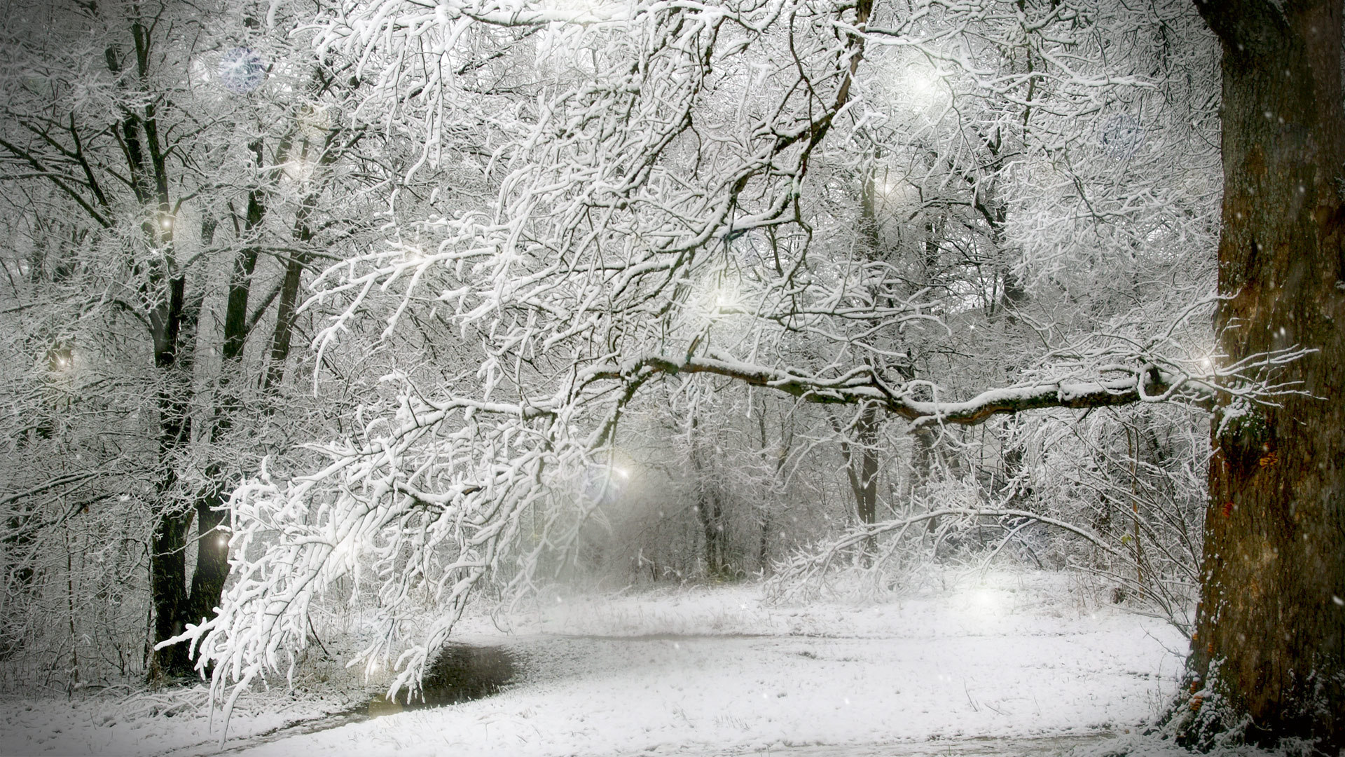 Free download wallpaper Winter, Snow, Forest, Tree, Earth on your PC desktop