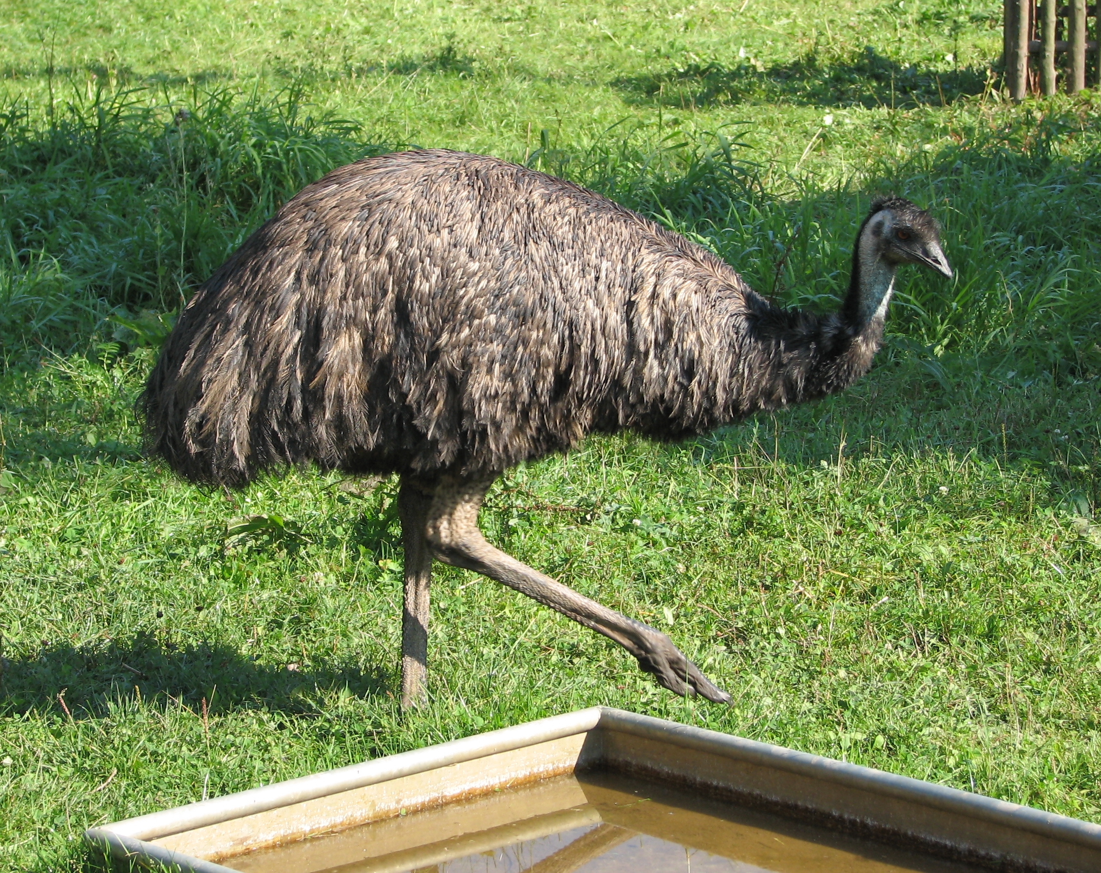 308516 Hintergrundbild herunterladen tiere, emu, vögel - Bildschirmschoner und Bilder kostenlos