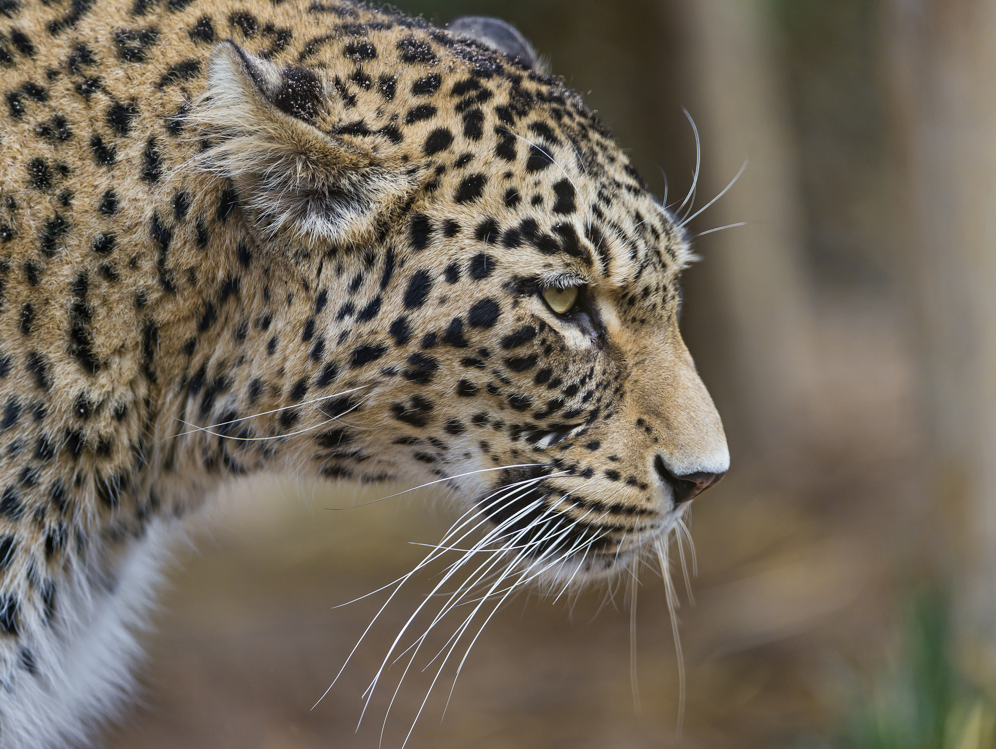 Handy-Wallpaper Tiere, Katzen, Leopard, Nahansicht kostenlos herunterladen.