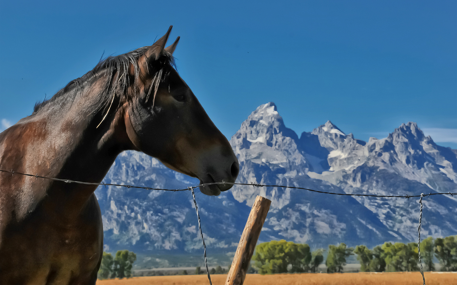 Téléchargez des papiers peints mobile Animaux, Cheval gratuitement.