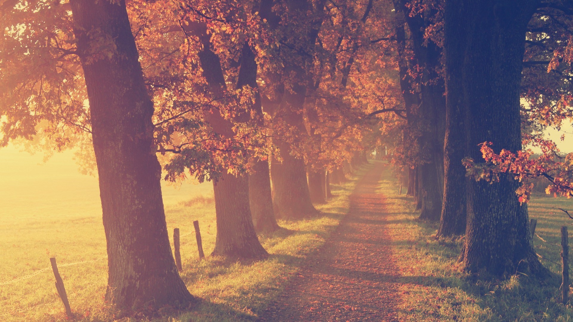 Скачать картинку Осень, Дерево, Дорожка, Грустный, Земля/природа в телефон бесплатно.