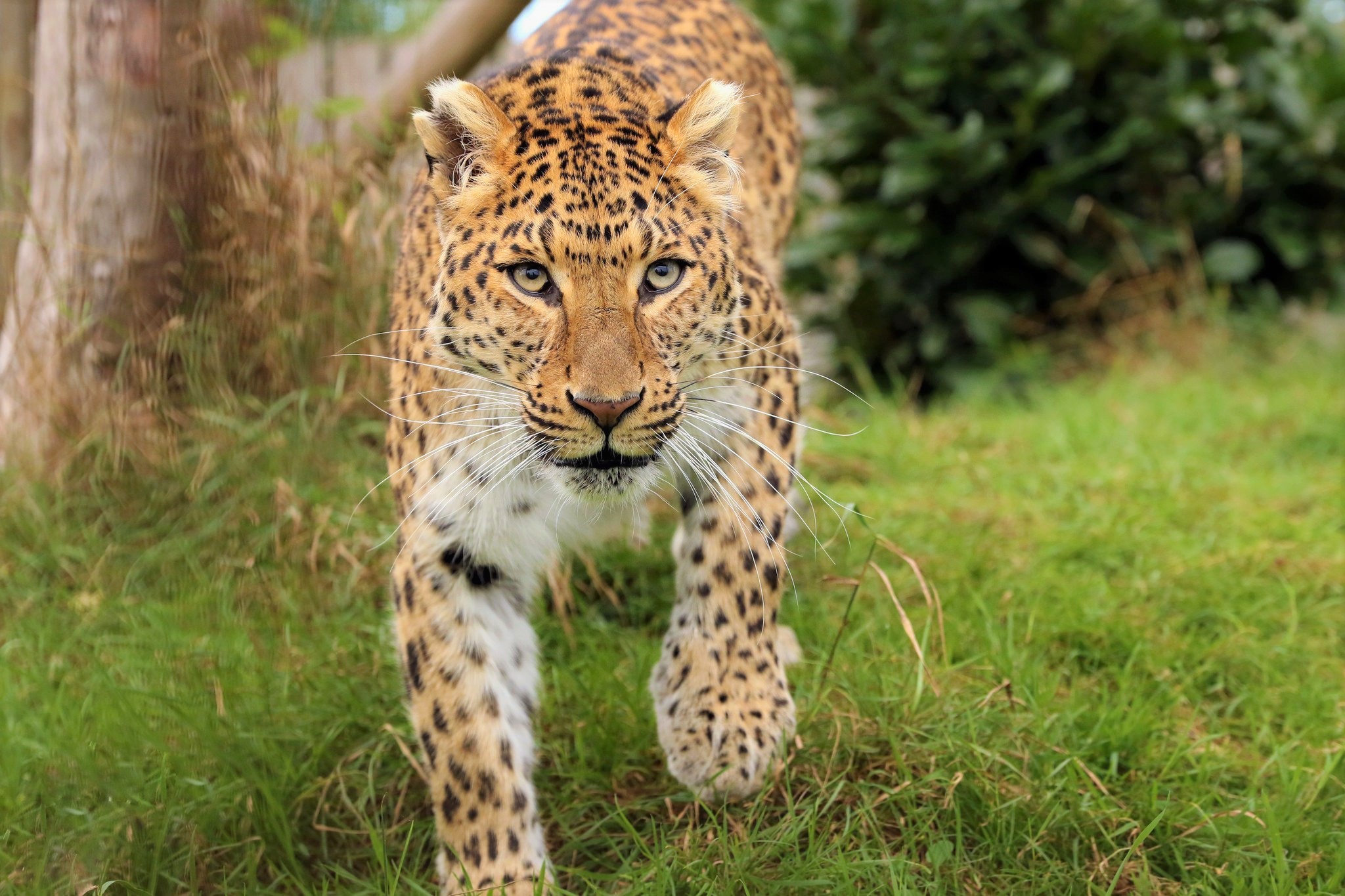 Download mobile wallpaper Cats, Leopard, Animal for free.