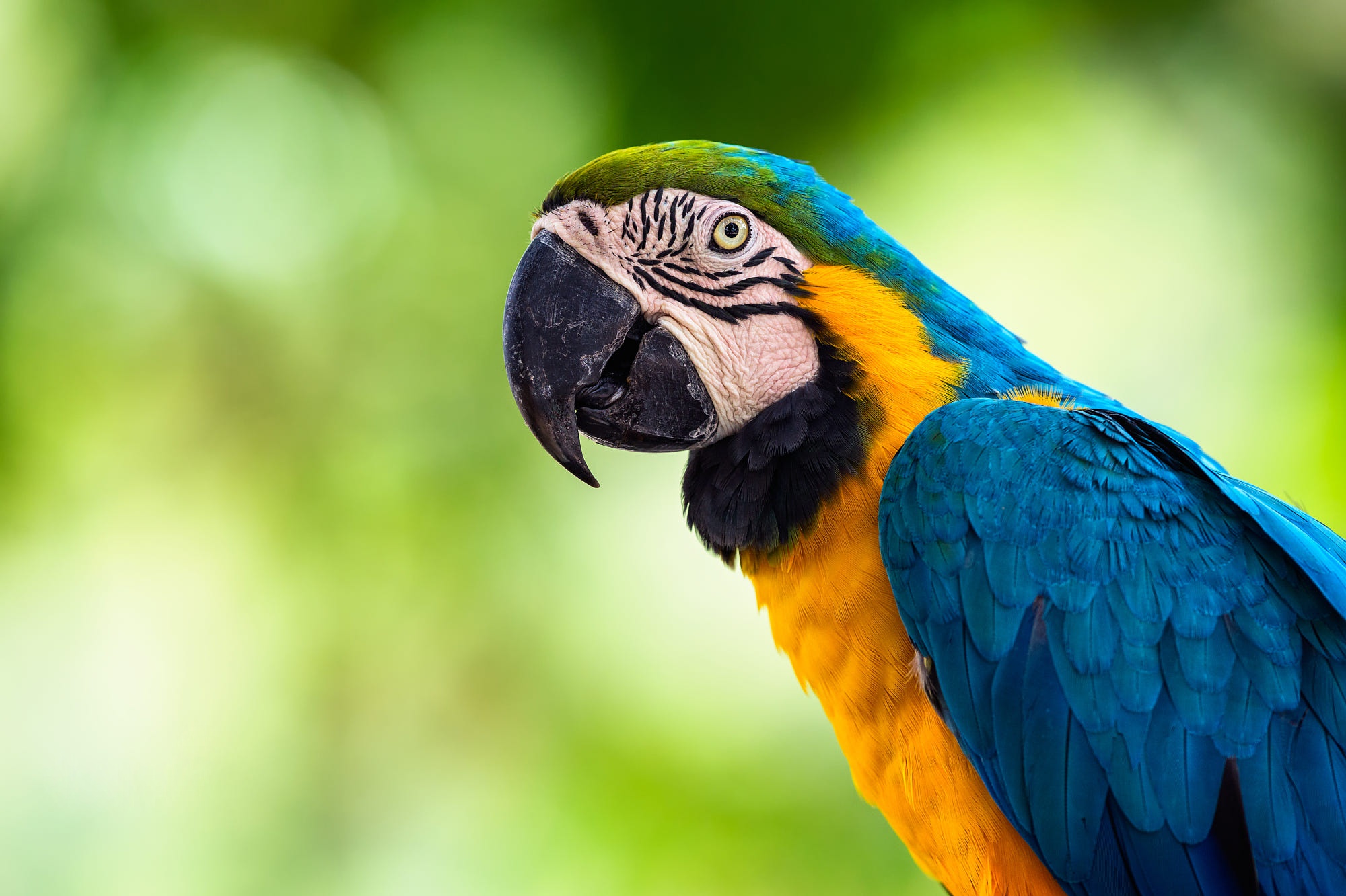 Descarga gratis la imagen Animales, Guacamayo, Aves, Ave, Loro, Guacamayo Azul Y Amarillo en el escritorio de tu PC