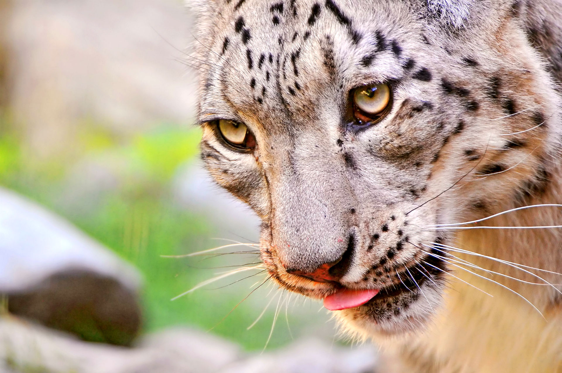 Baixar papel de parede para celular de Animais, Leopardo Das Neves gratuito.