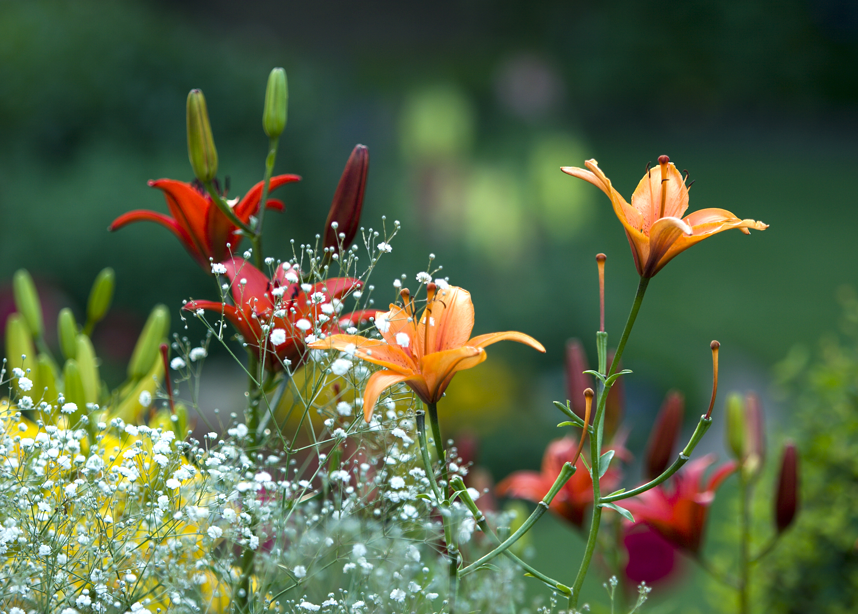 Descarga gratis la imagen Naturaleza, Flores, Flor, Lirio, Flor Roja, Tierra/naturaleza, Flor Naranja en el escritorio de tu PC
