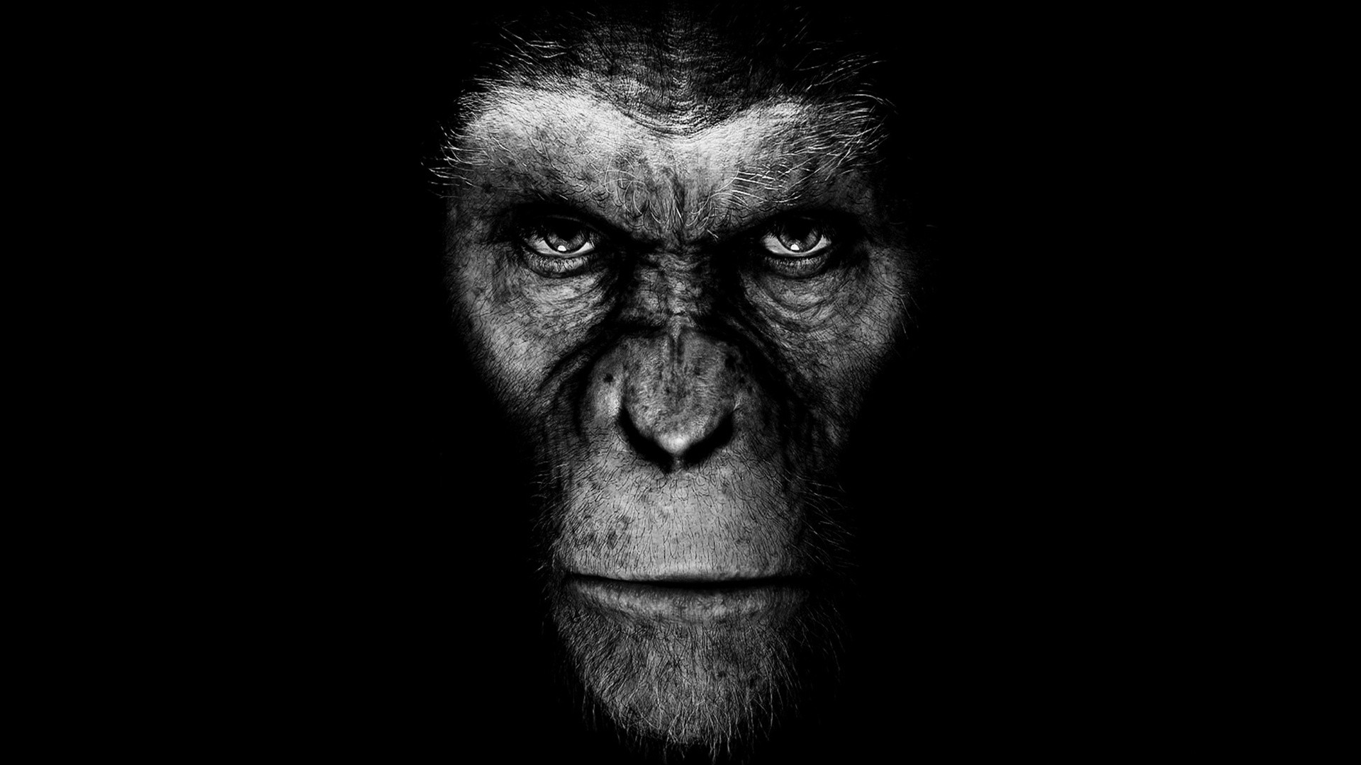 207497 завантажити шпалери фільм, повстання планети мавп - заставки і картинки безкоштовно