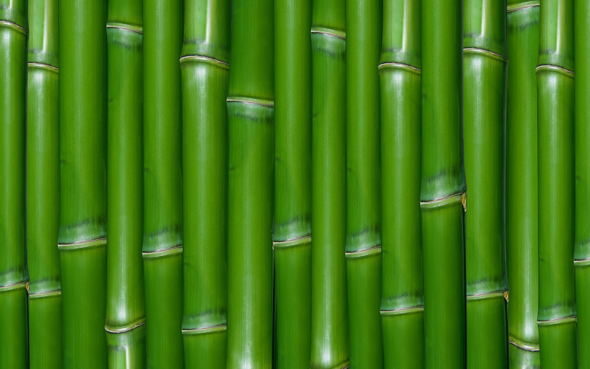 203635 Bild herunterladen erde/natur, bambus - Hintergrundbilder und Bildschirmschoner kostenlos