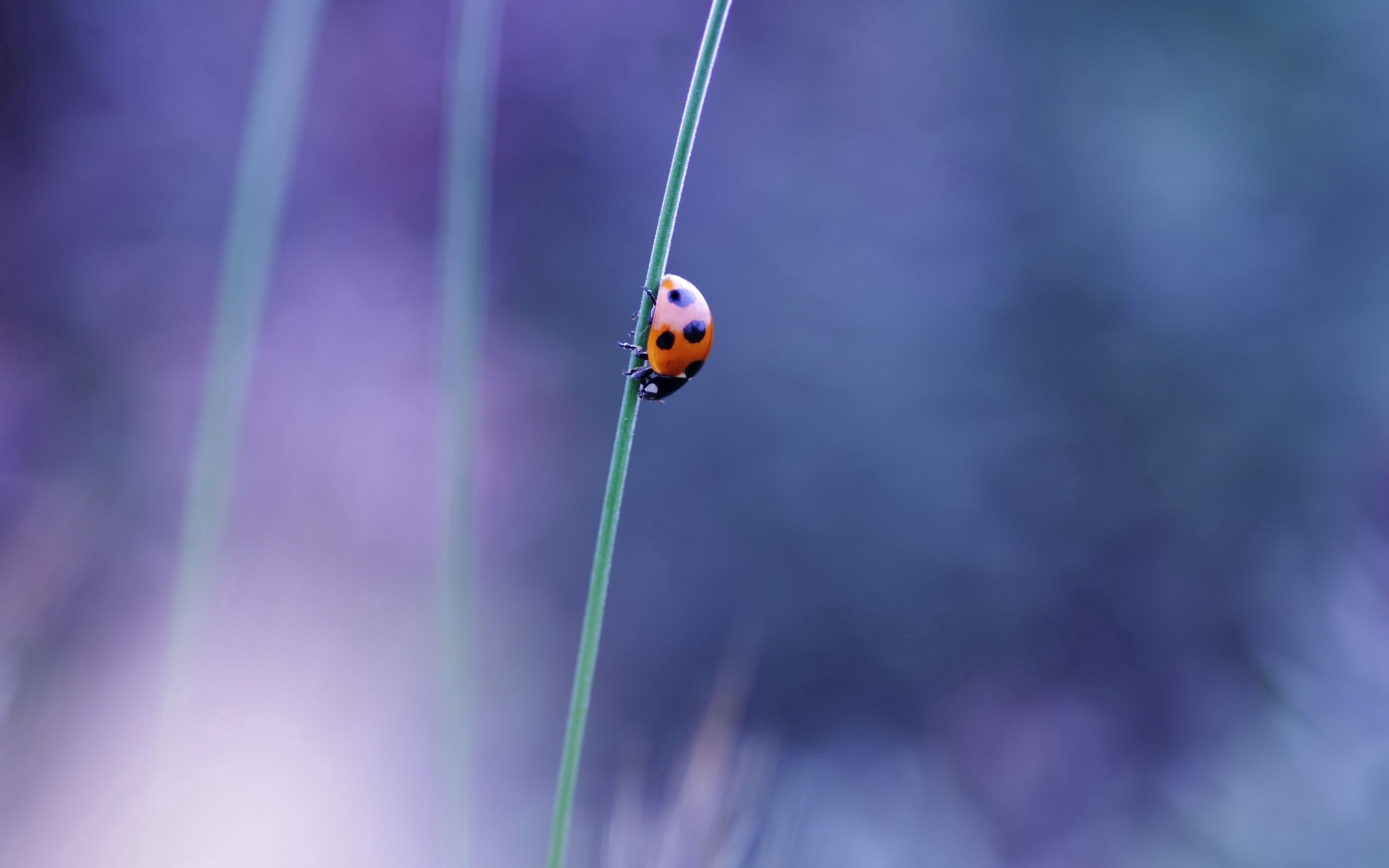 Download mobile wallpaper Greased, Smeared, Grass, Glare, Ladybird, Macro, Ladybug for free.