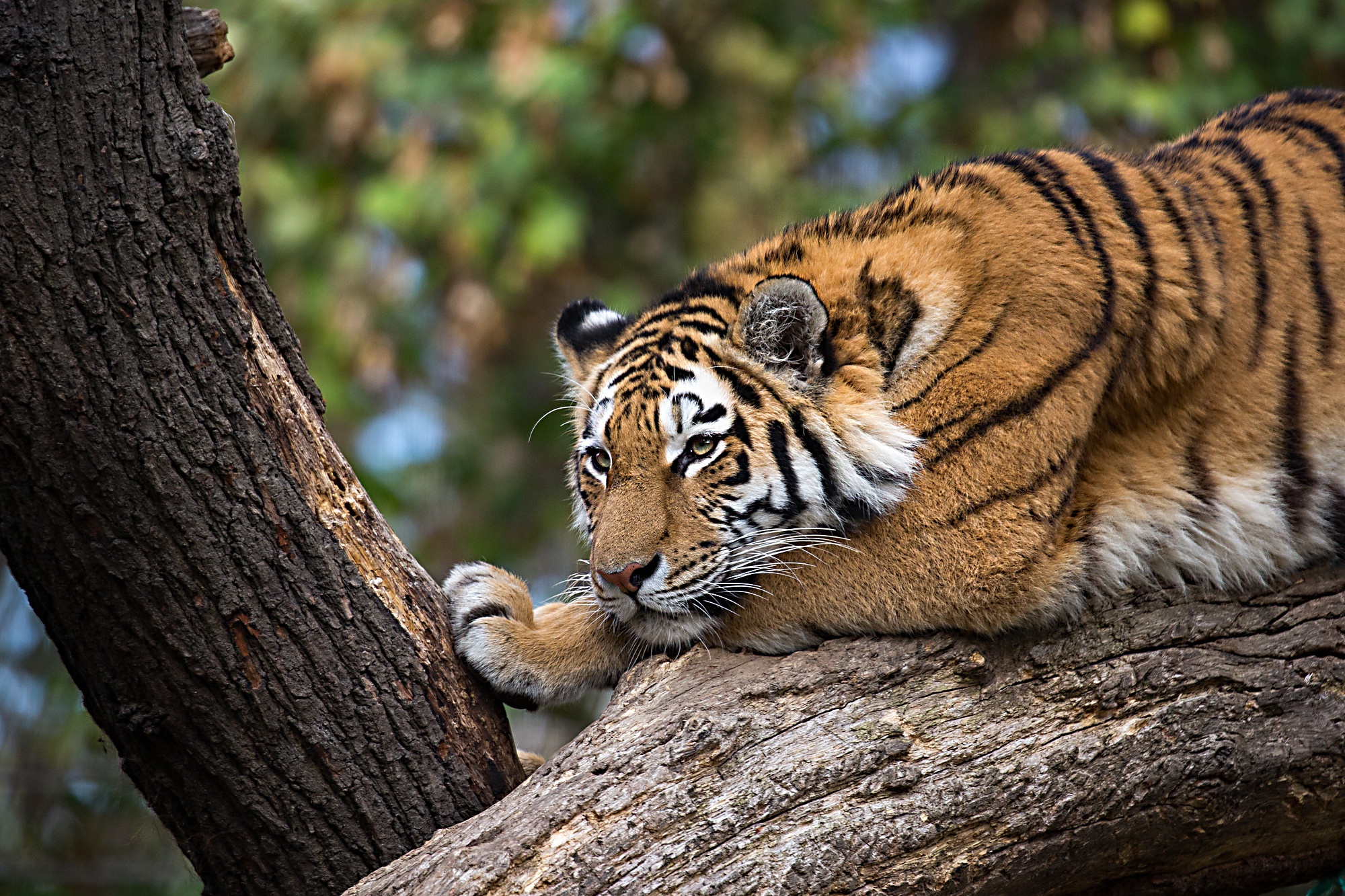 Baixe gratuitamente a imagem Animais, Gatos, Tigre na área de trabalho do seu PC