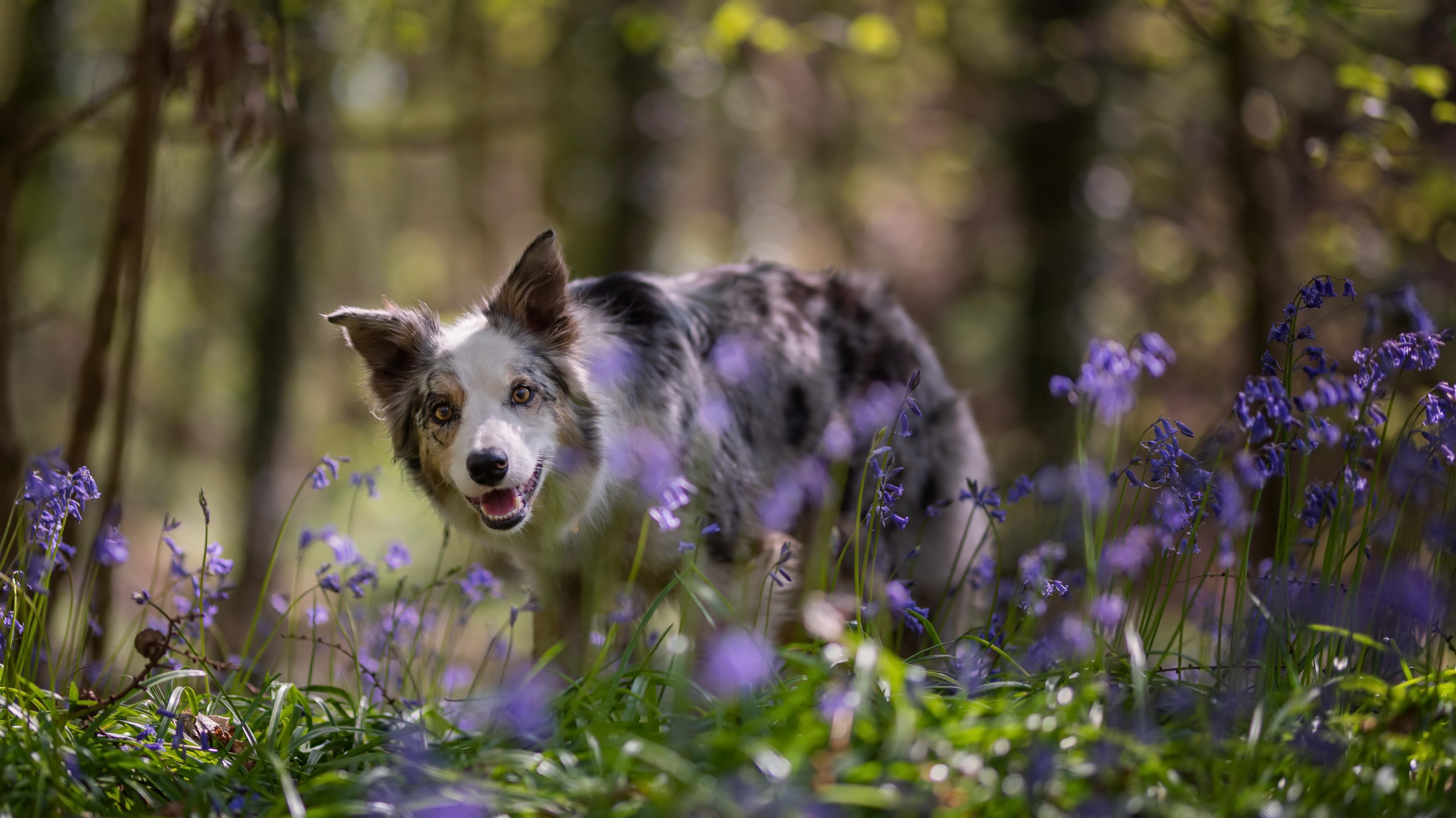 Download mobile wallpaper Dogs, Dog, Animal, Border Collie for free.