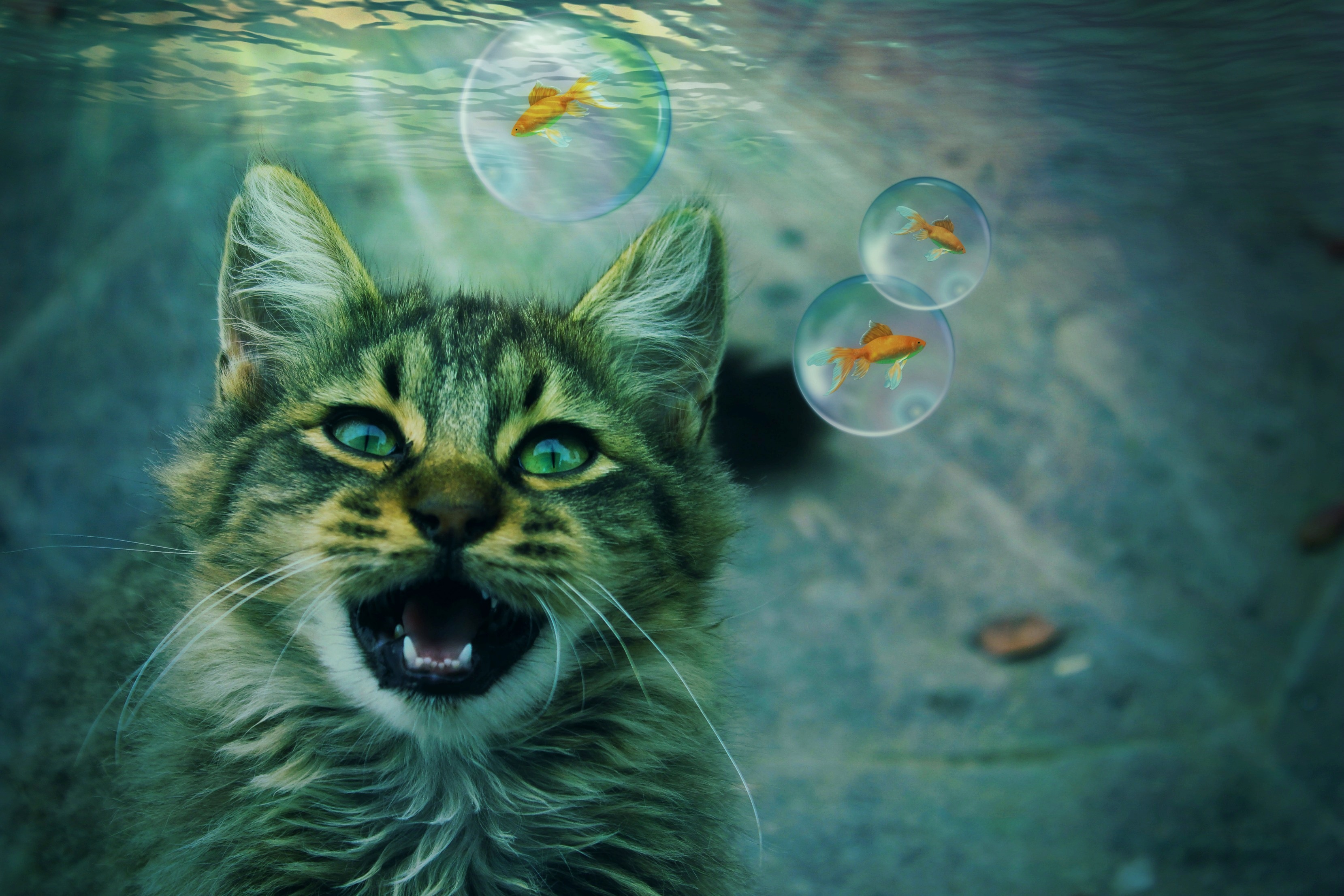 Laden Sie das Tiere, Katzen, Katze, Fisch, Seifenblase, Manipulation, Goldfische-Bild kostenlos auf Ihren PC-Desktop herunter