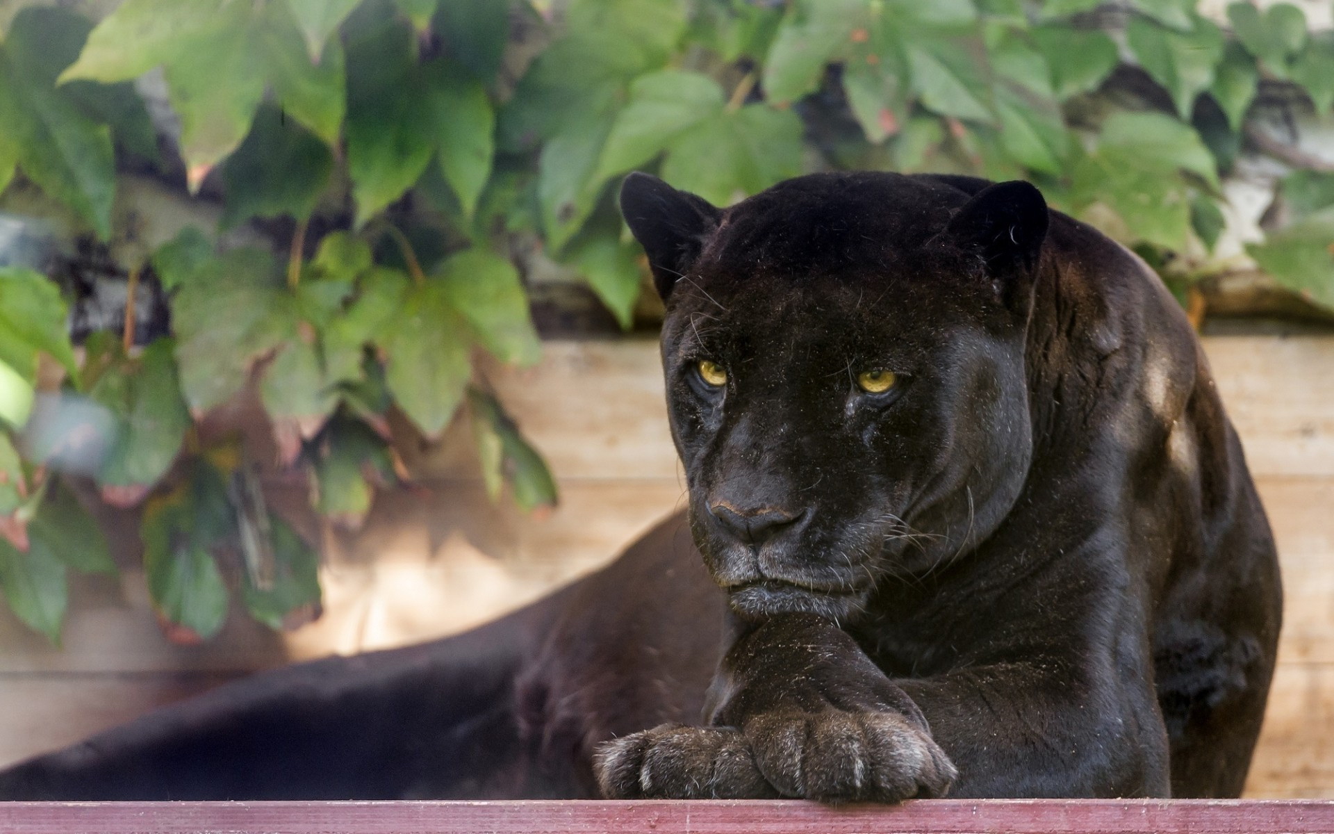 Laden Sie das Schwarzer Panther, Katzen, Tiere-Bild kostenlos auf Ihren PC-Desktop herunter