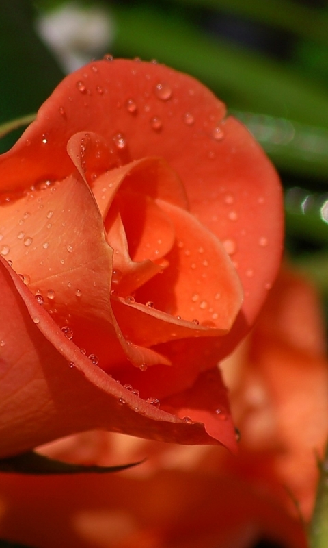 Descarga gratuita de fondo de pantalla para móvil de Flores, Rosa, Tierra/naturaleza.