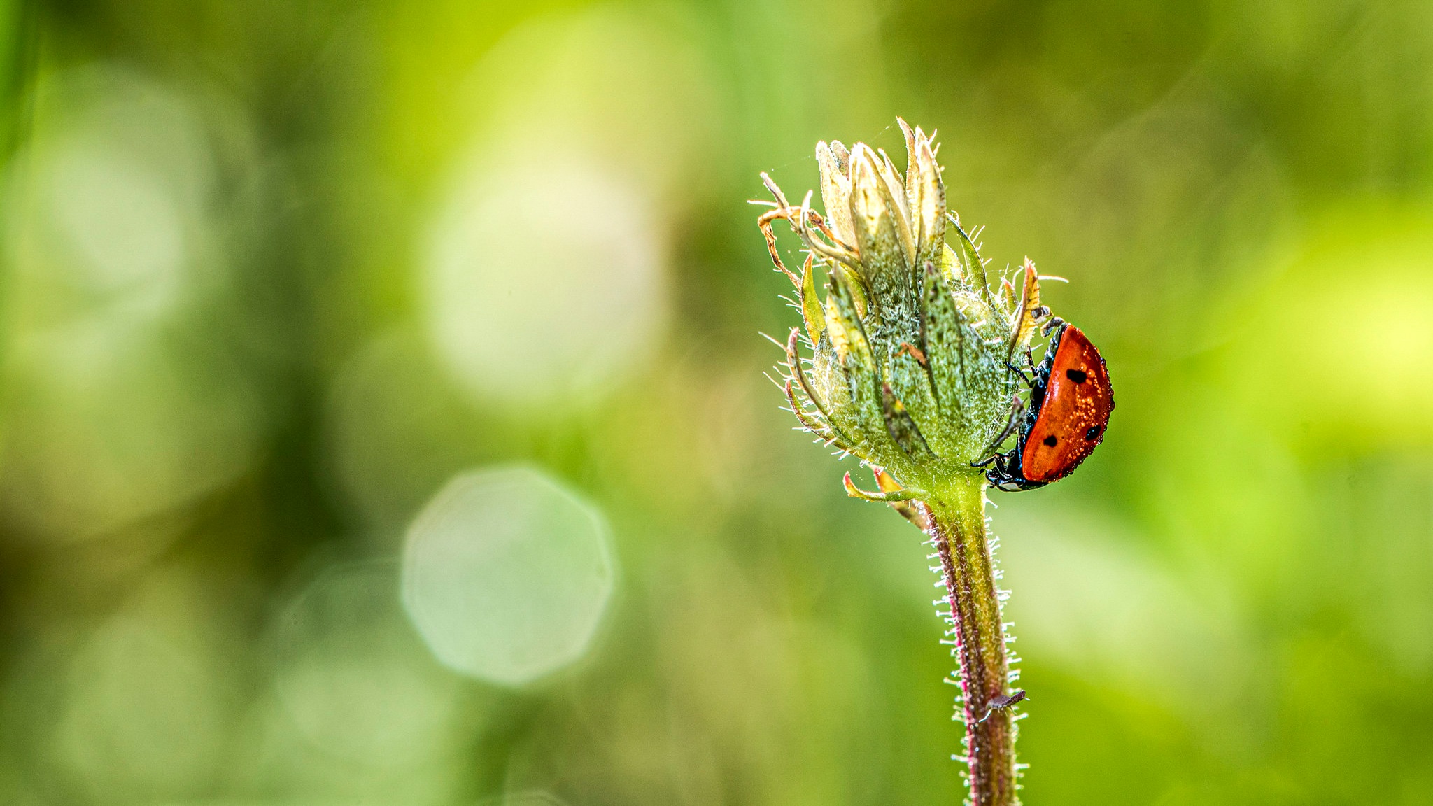 Descarga gratuita de fondo de pantalla para móvil de Animales, Insecto, Mariquita, Bokeh, Macrofotografía.