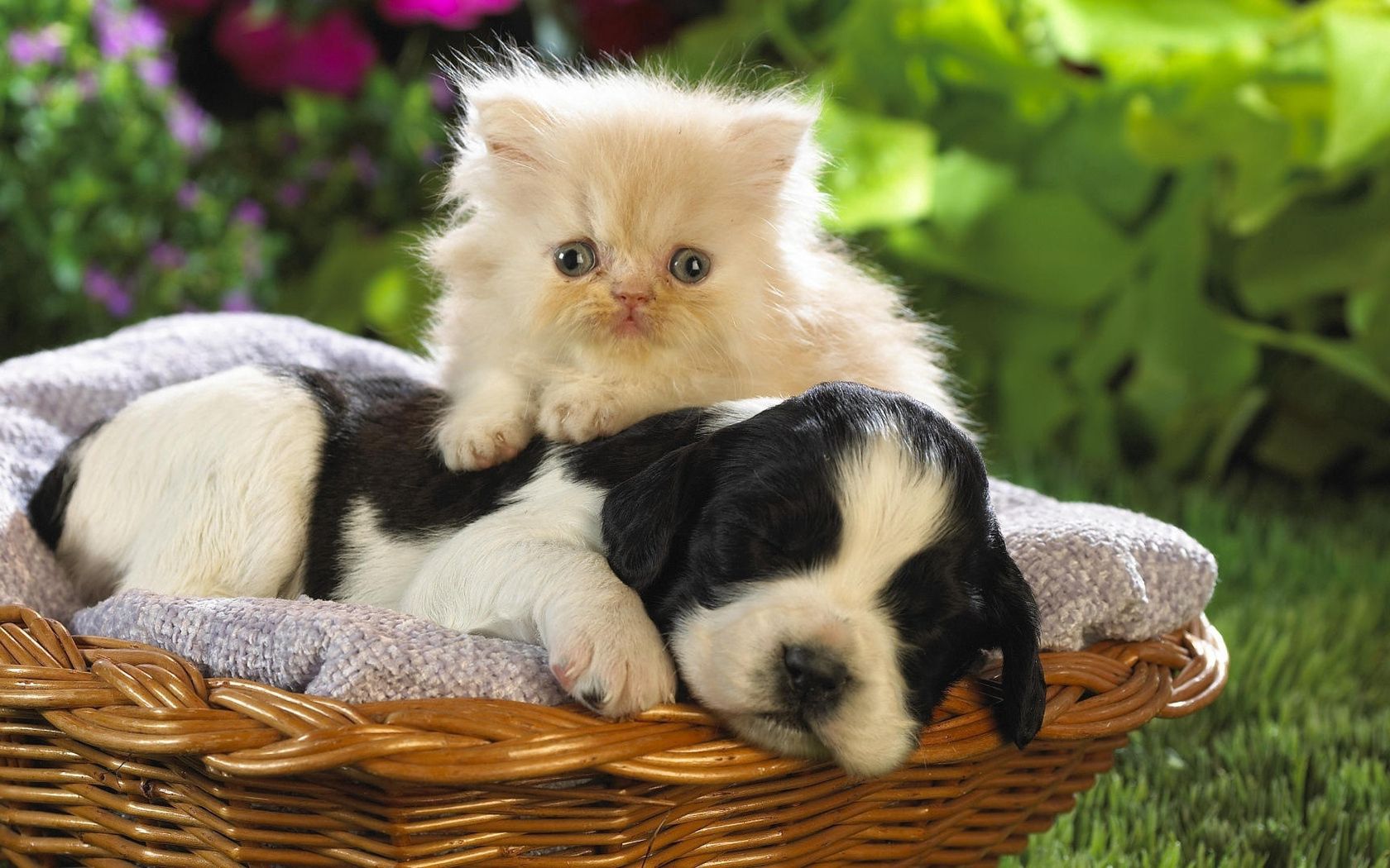 puppy, friendship, animals, flowers, grass, kitty, kitten, to lie down, lie, basket HD wallpaper