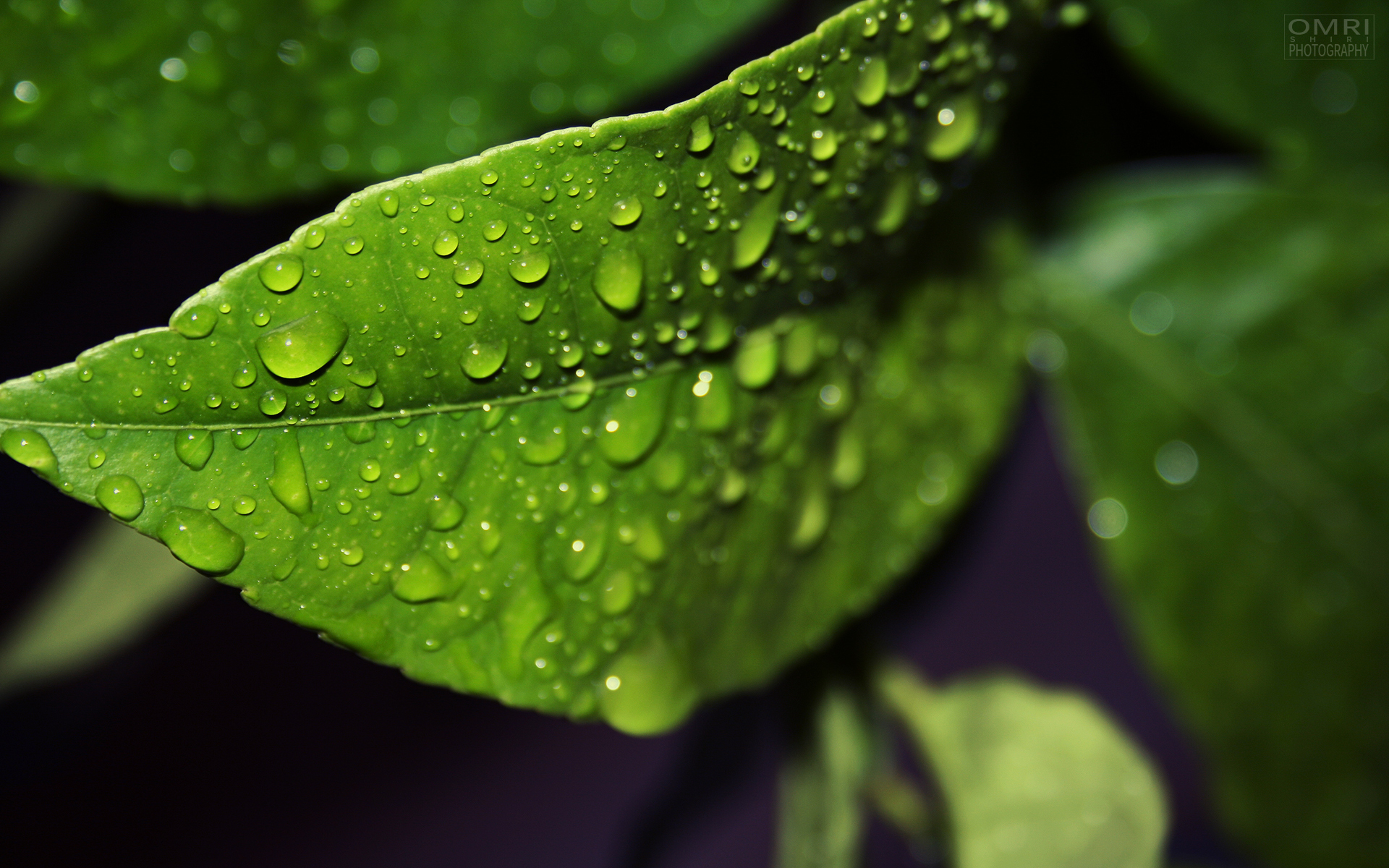Free download wallpaper Plants, Leaves, Drops on your PC desktop