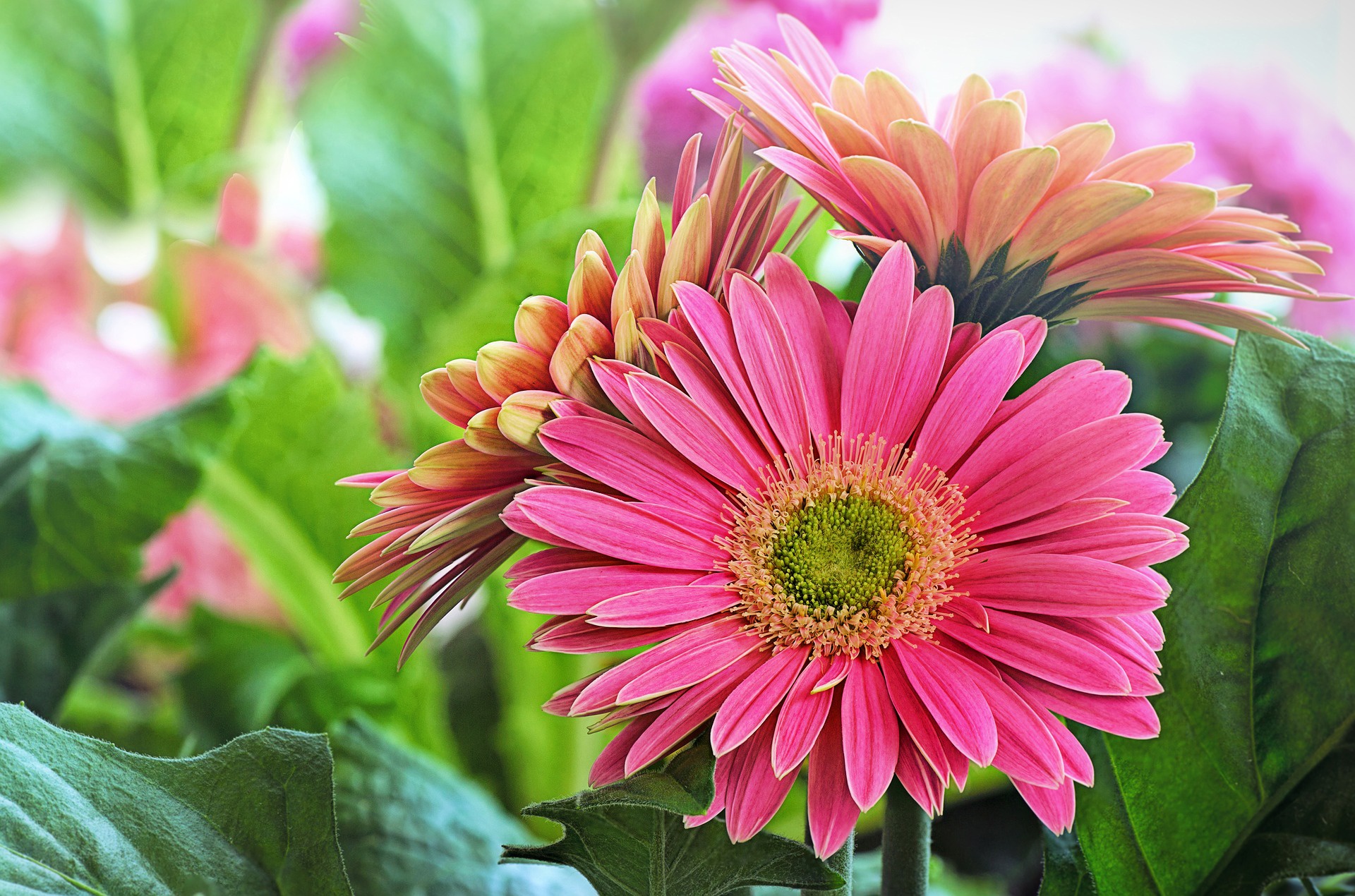 Download mobile wallpaper Nature, Flowers, Flower, Earth, Gerbera, Pink Flower for free.