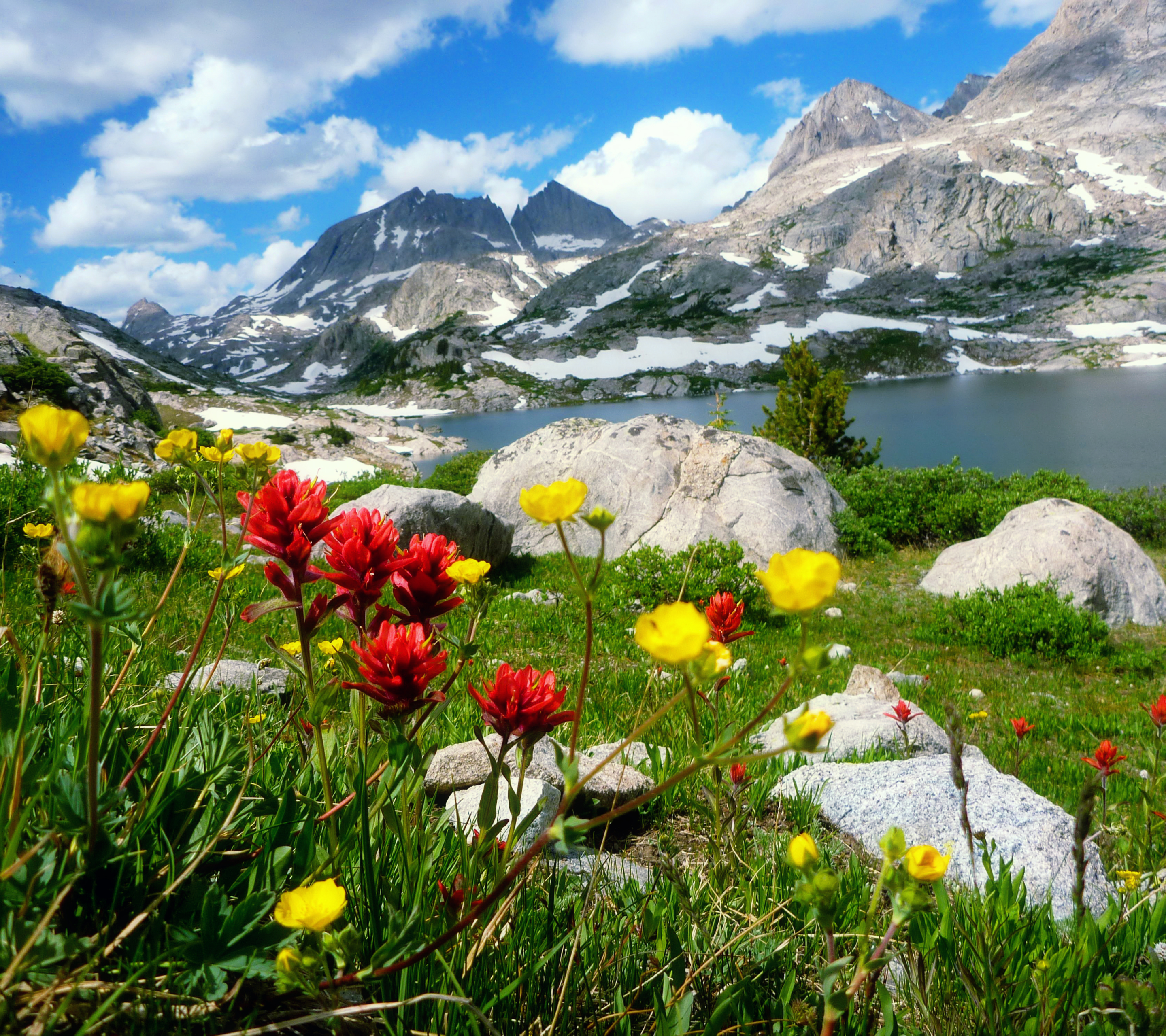 Скачать обои бесплатно Пейзаж, Гора, Цветок, Земля/природа картинка на рабочий стол ПК