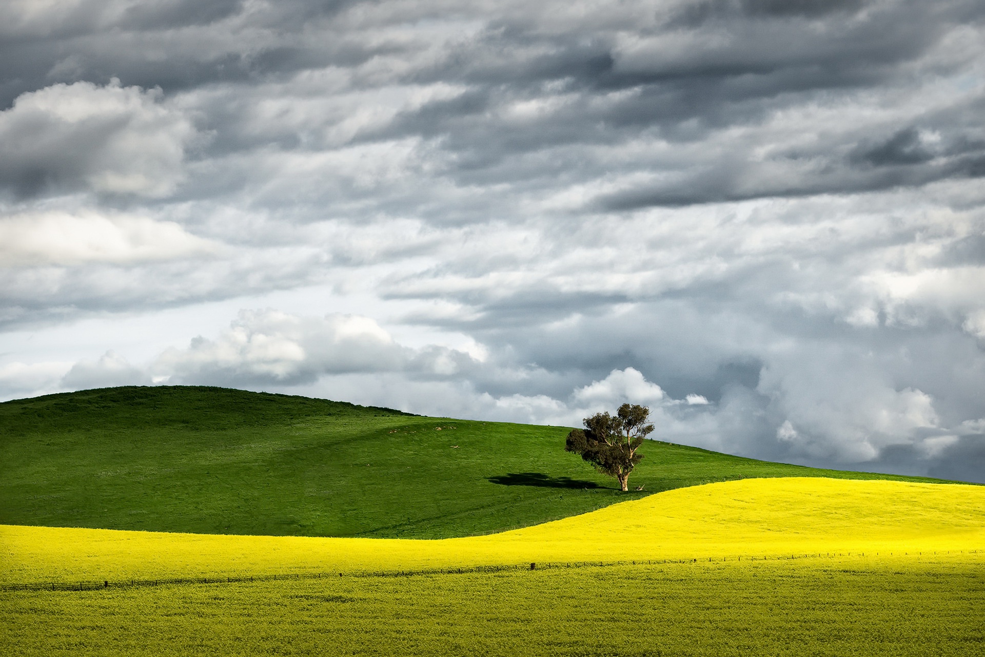 Free download wallpaper Landscape, Nature, Sky, Tree, Earth, Hill, Cloud, Yellow Flower, Canola, Lonely Tree on your PC desktop
