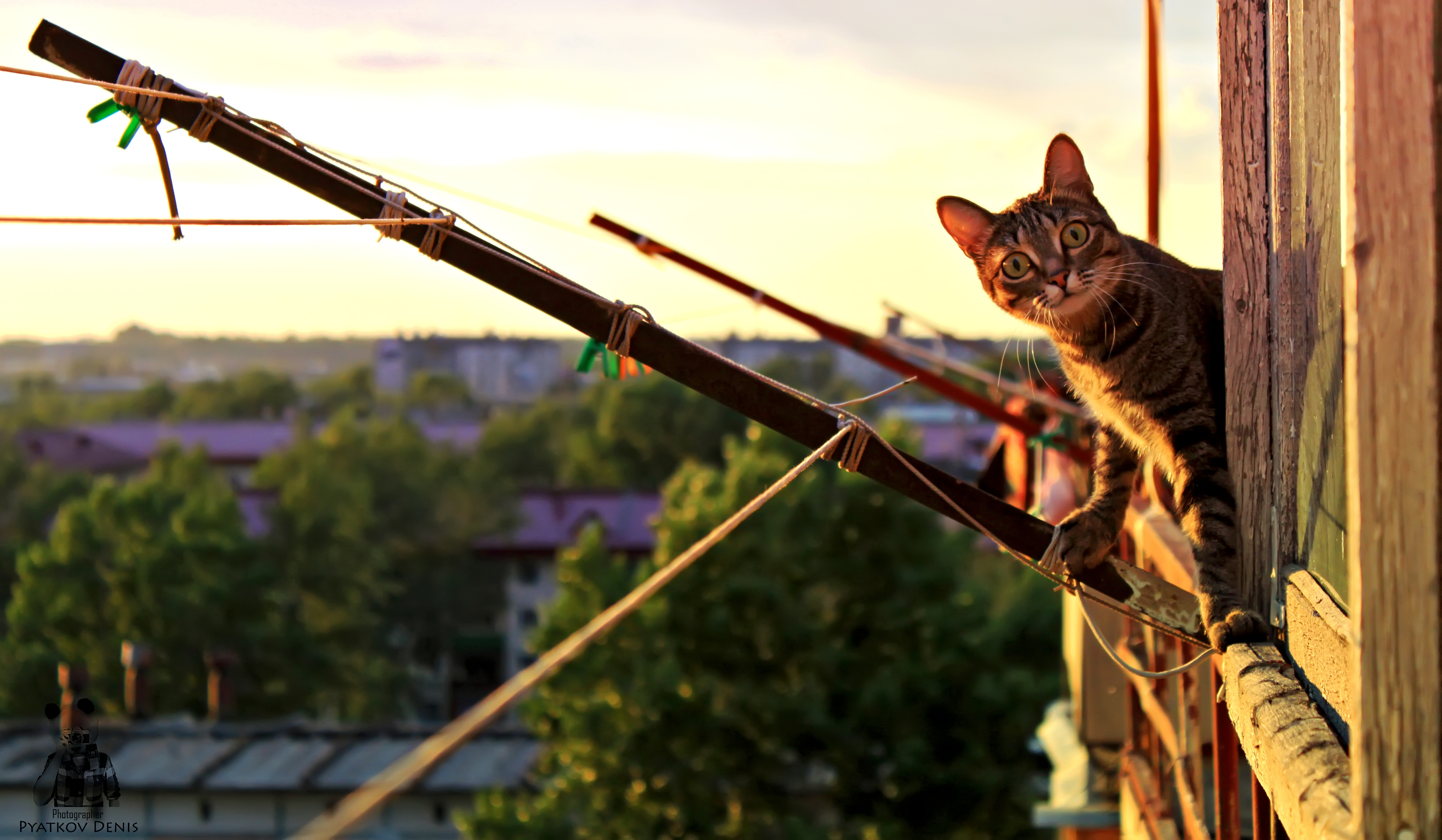 Baixe gratuitamente a imagem Animais, Gatos, Gato na área de trabalho do seu PC