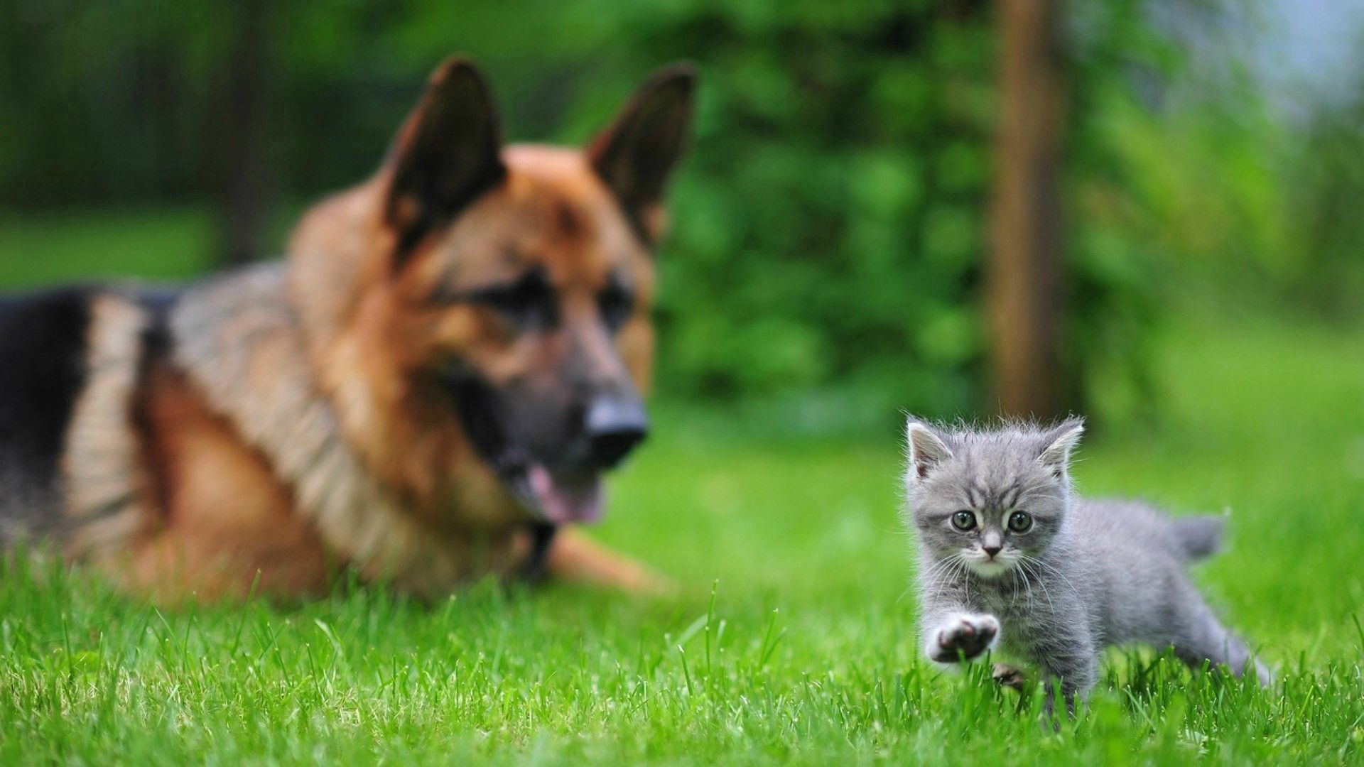Download mobile wallpaper Kitty, Animals, Stroll, Grass, Dog, Kitten, Smooth, Blur for free.