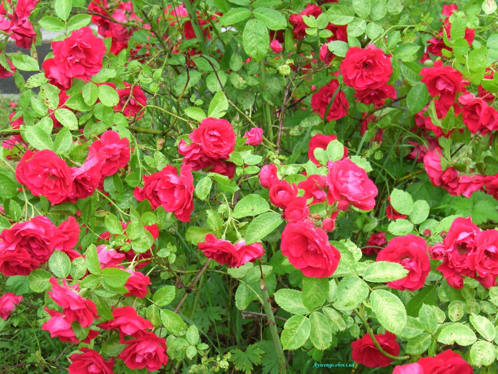 Baixar papel de parede para celular de Flores, Rosas, Plantas gratuito.