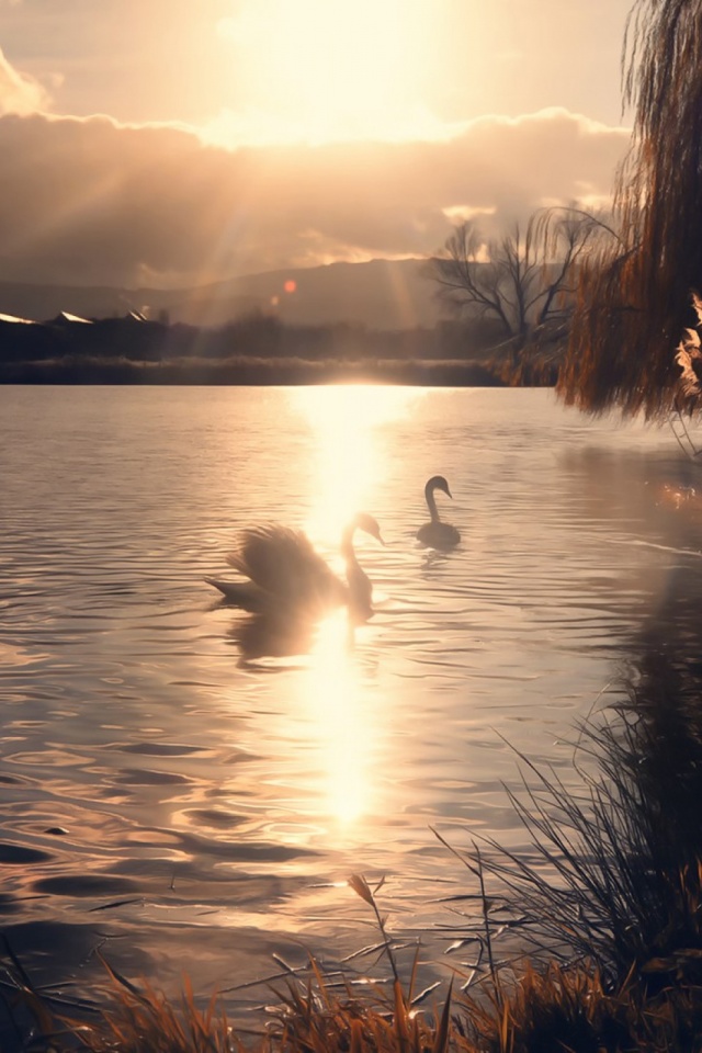 Download mobile wallpaper Birds, Water, Animal, Swan, Sunbeam, Sunbean for free.