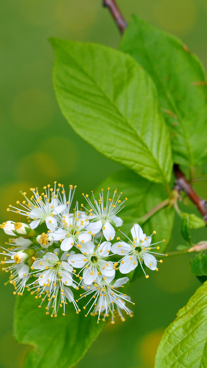 Download mobile wallpaper Nature, Flowers, Flower, Leaf, Earth, White Flower, Blossom for free.