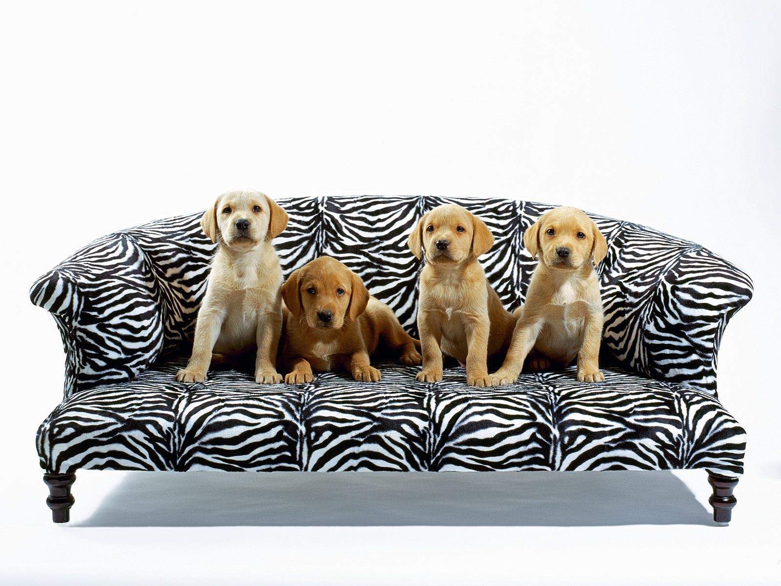 Handy-Wallpaper Labrador Retriever, Welpen, Hunde, Hund, Tiere, Süß kostenlos herunterladen.
