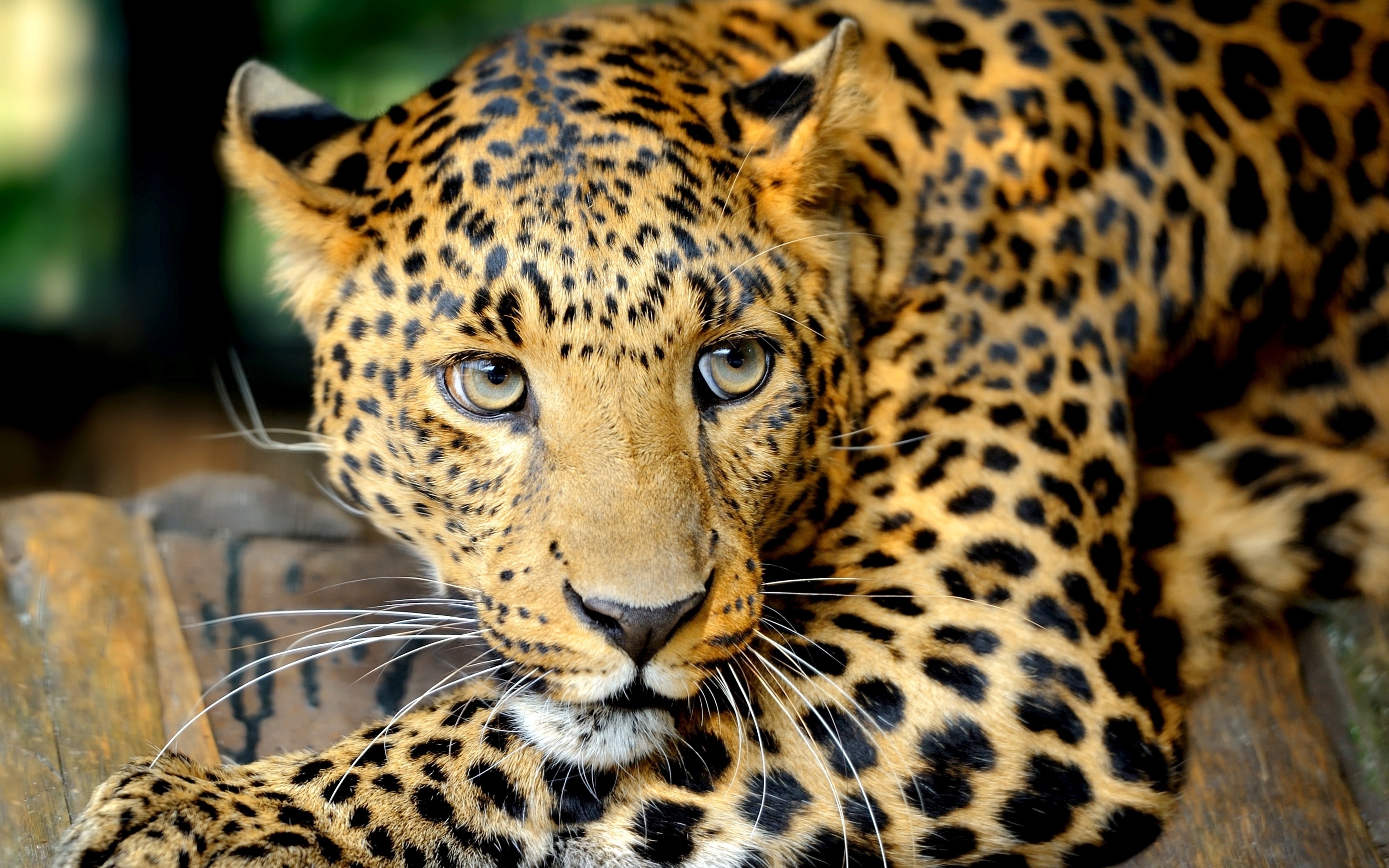 muzzle, animals, leopard, predator HD wallpaper