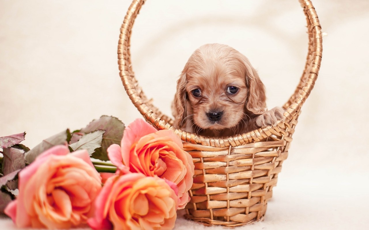 無料モバイル壁紙動物, 子犬をダウンロードします。