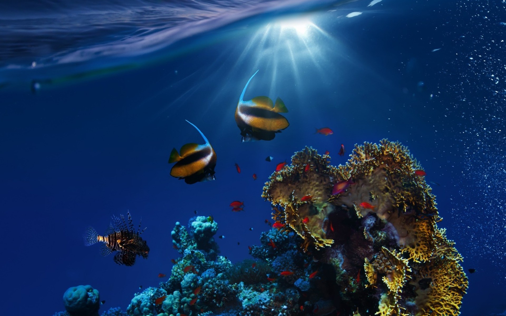349212 скачать картинку коралловый риф, животные, рыбы, солнечный луч, подводный - обои и заставки бесплатно