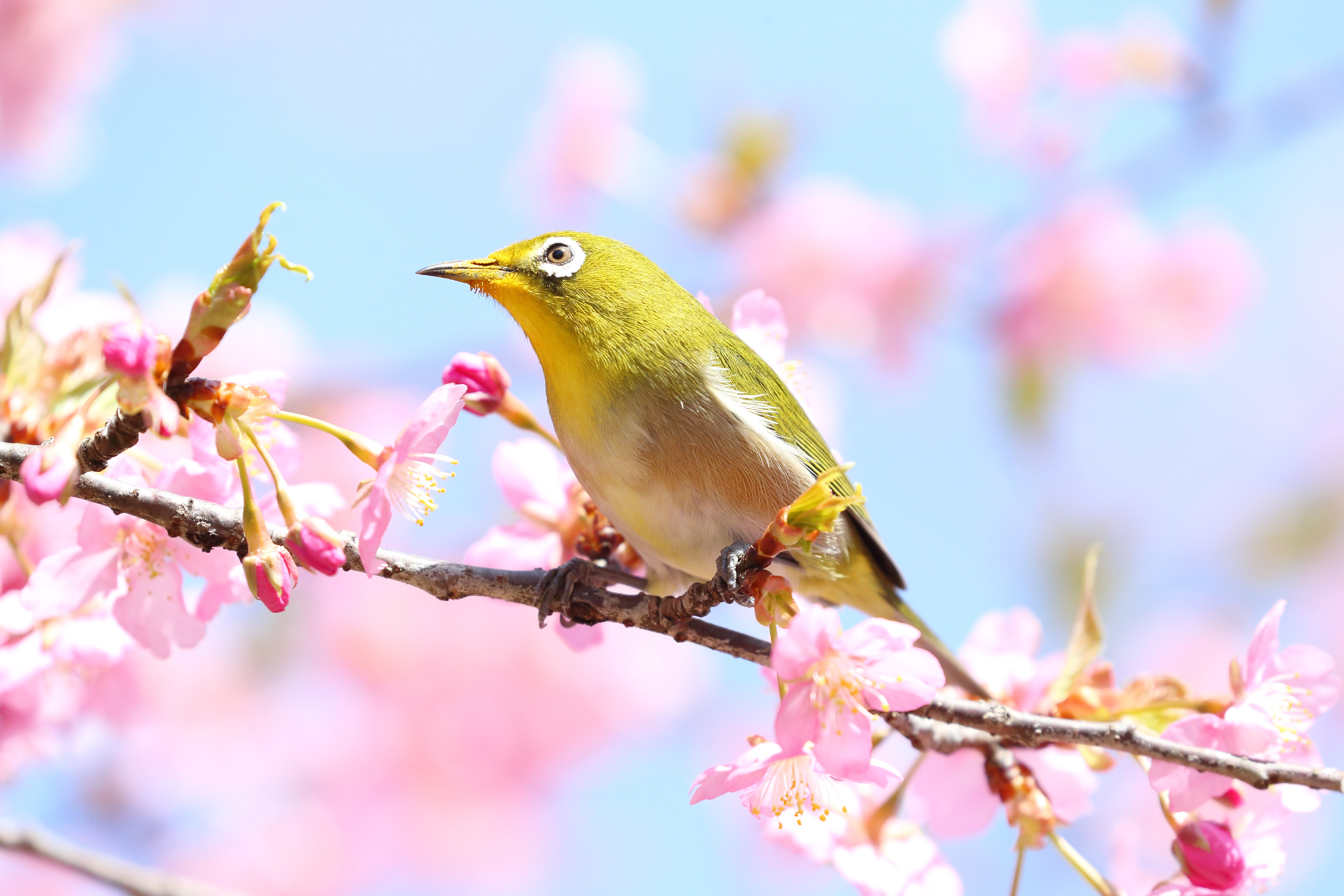 520516 baixar papel de parede animais, olho branco japonês, aves - protetores de tela e imagens gratuitamente