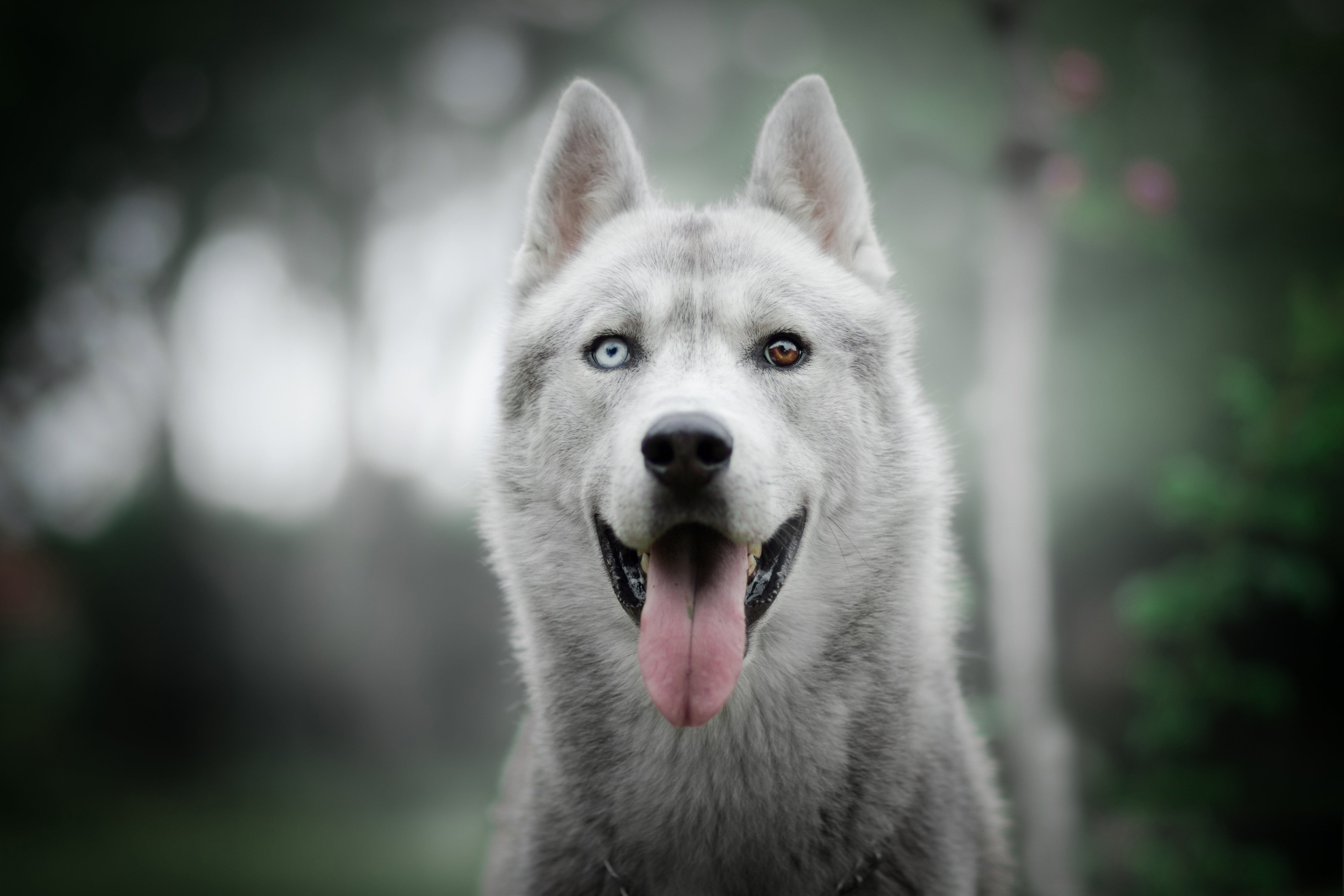 Free download wallpaper Dogs, Dog, Animal, Husky, Depth Of Field on your PC desktop